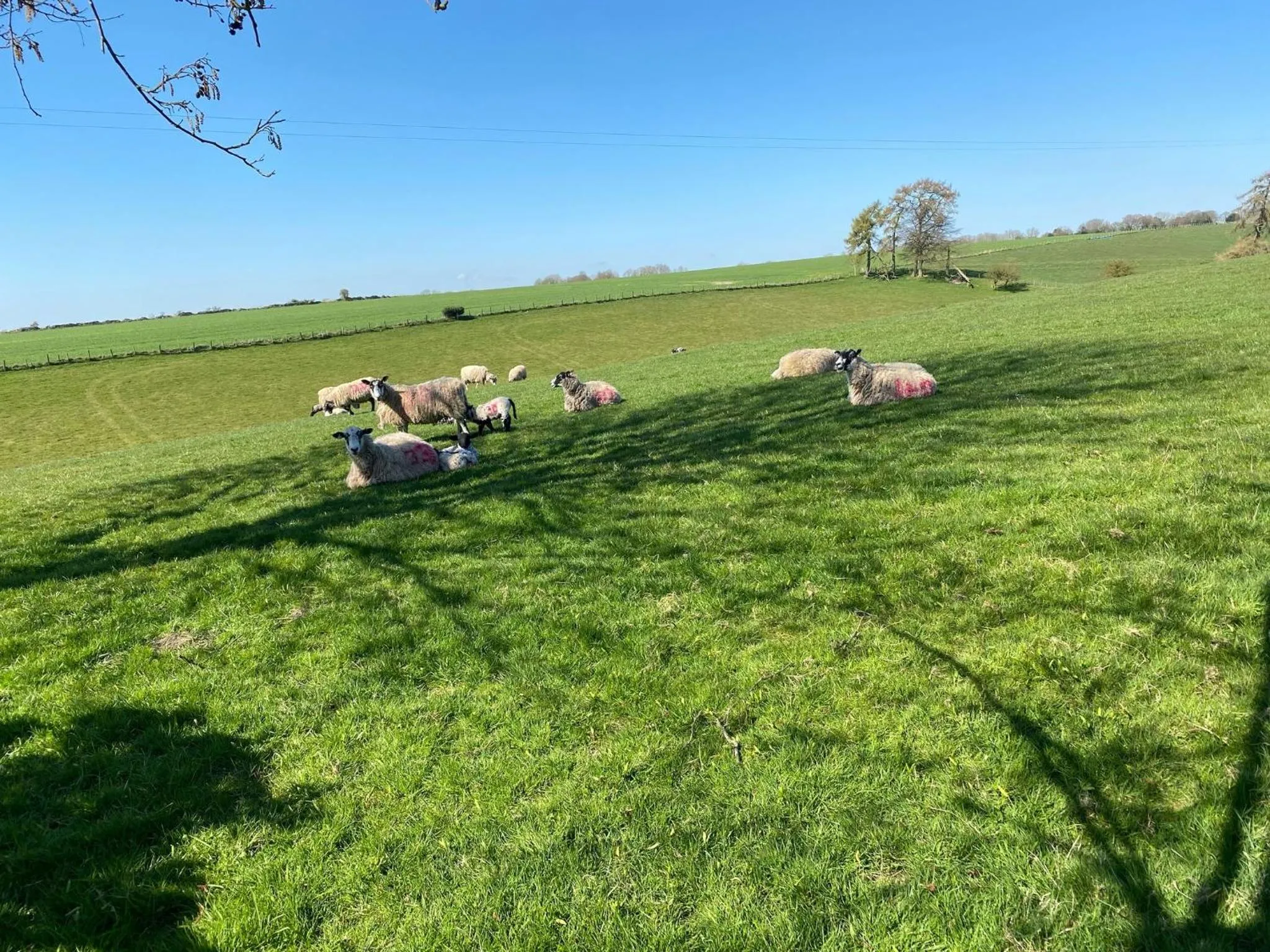 Spring in Cottage Lea's Country Hotel & Restaurant