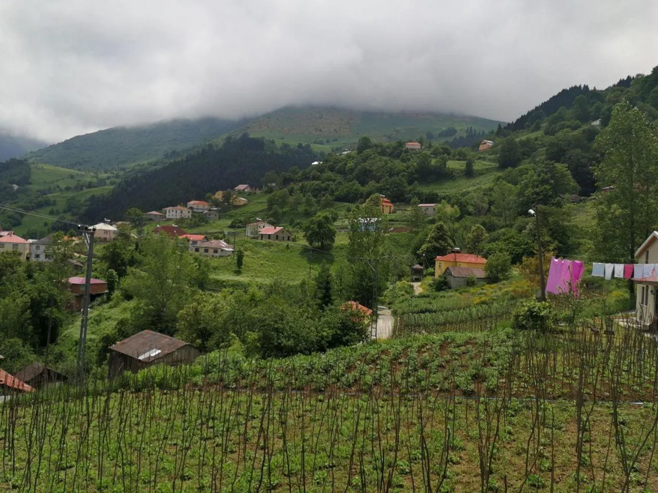 Garden view in Hamsikoy Hotel