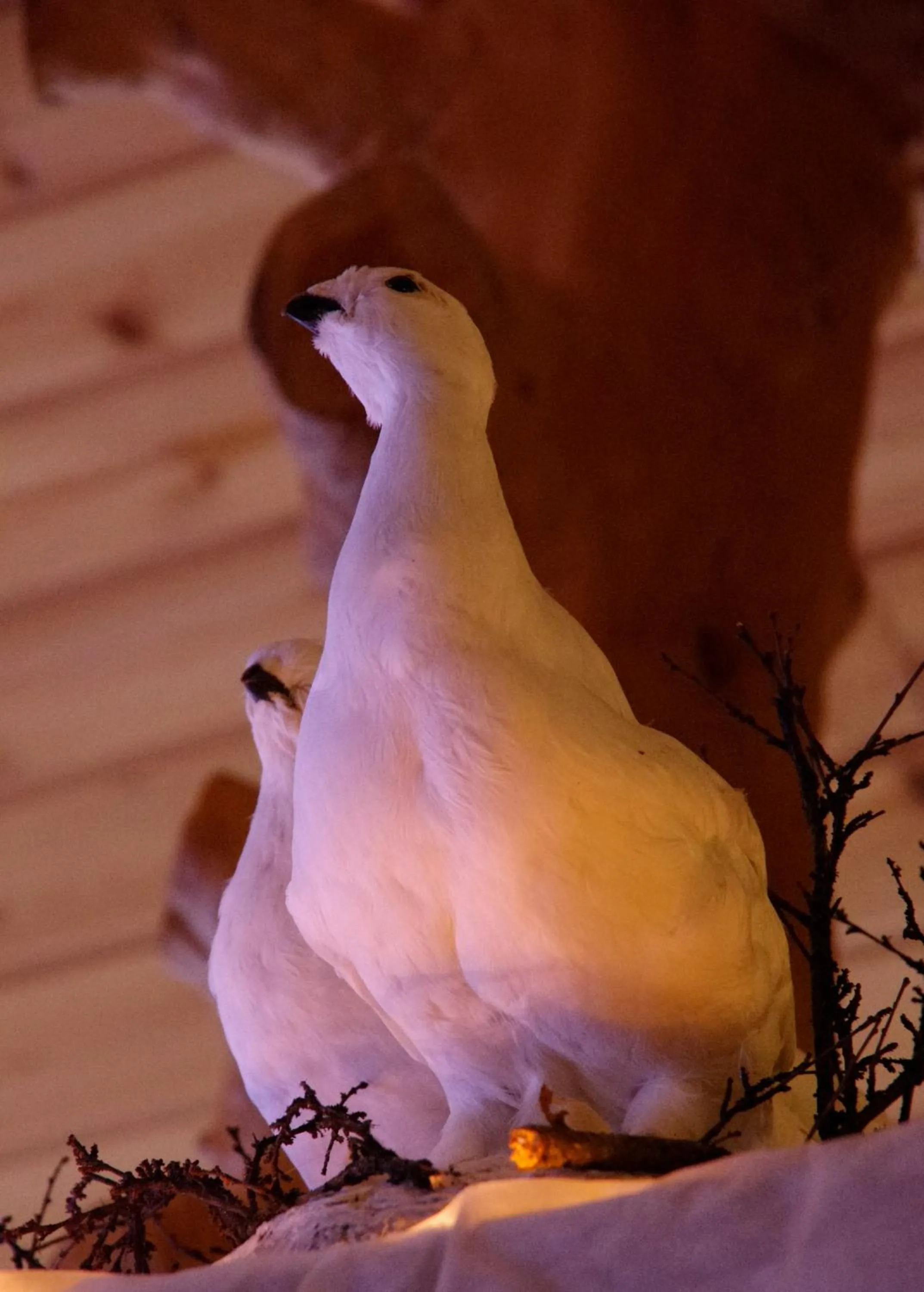 Animals in Hotel Hetan Majatalo