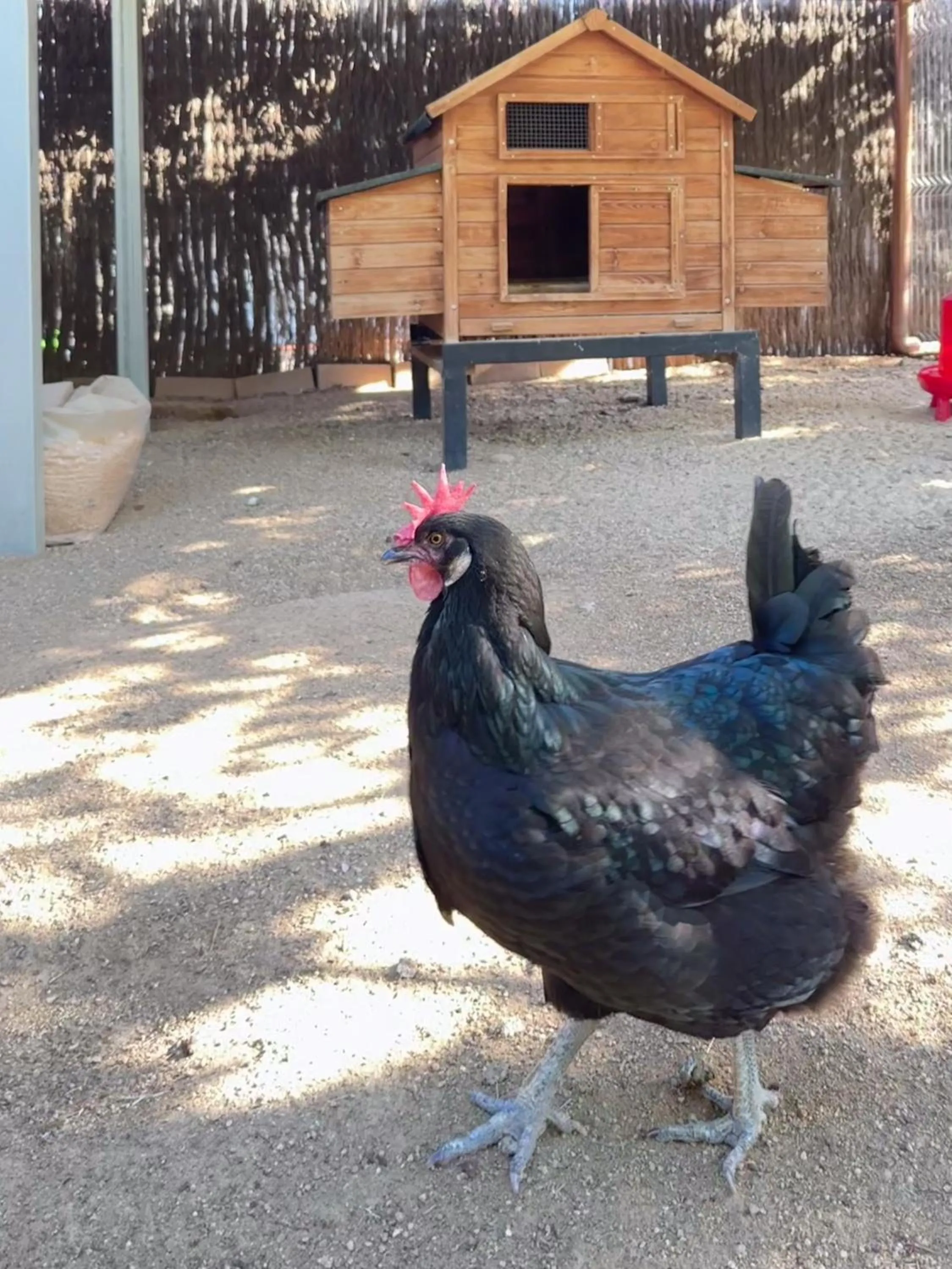 Animals in Rincón de piedra BCN