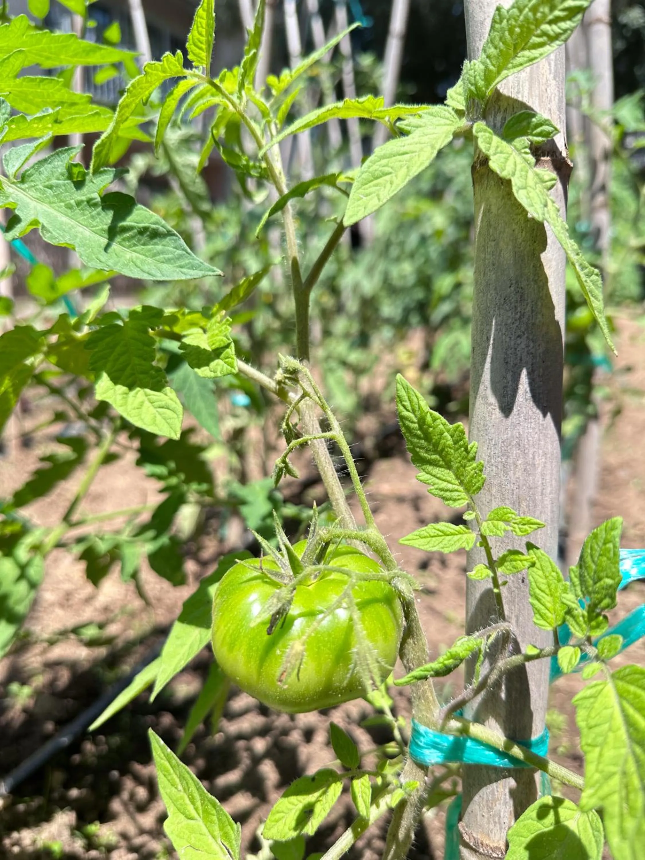Spring in Rincón de piedra BCN