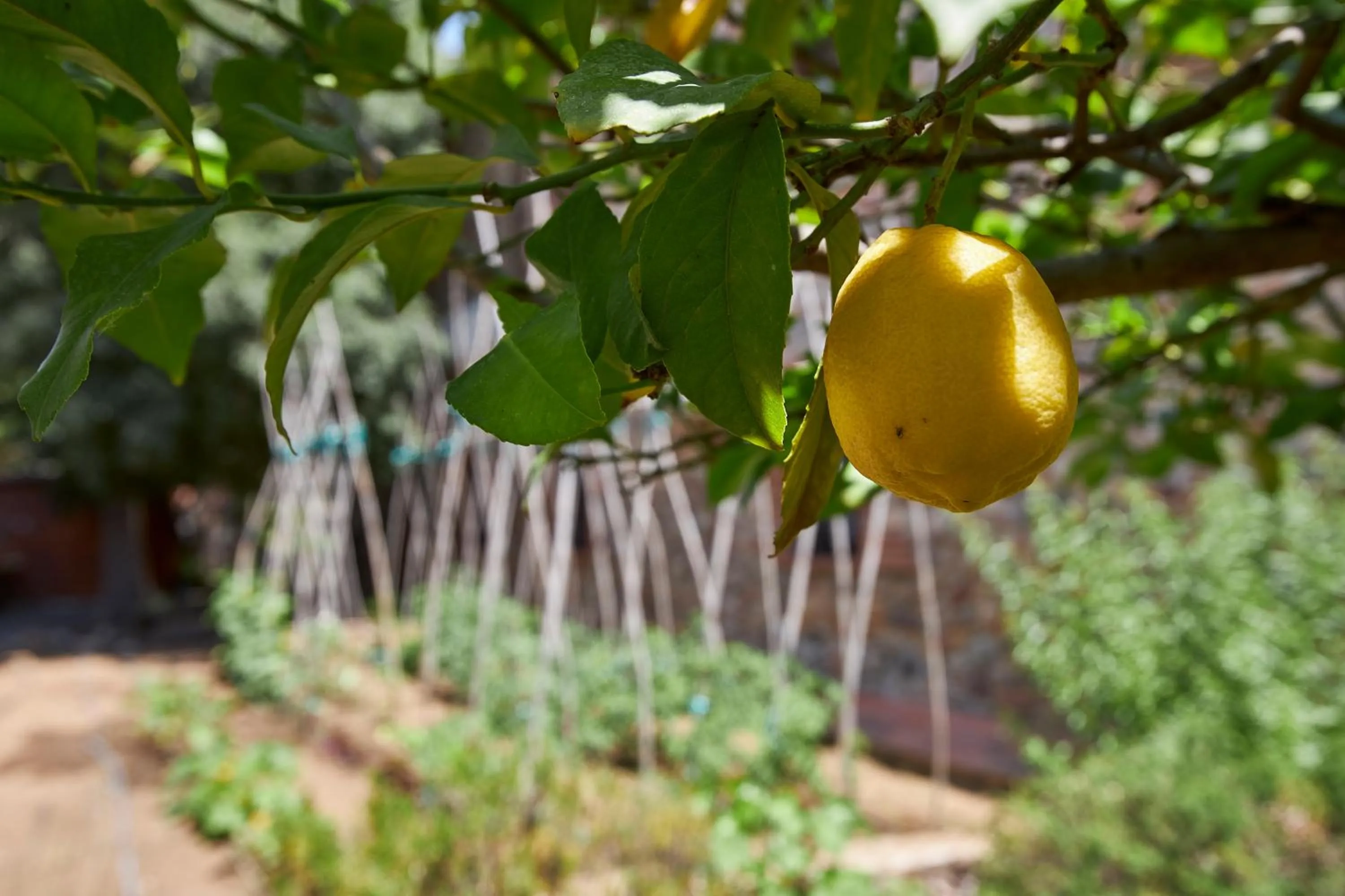 Garden in Rincón de piedra BCN