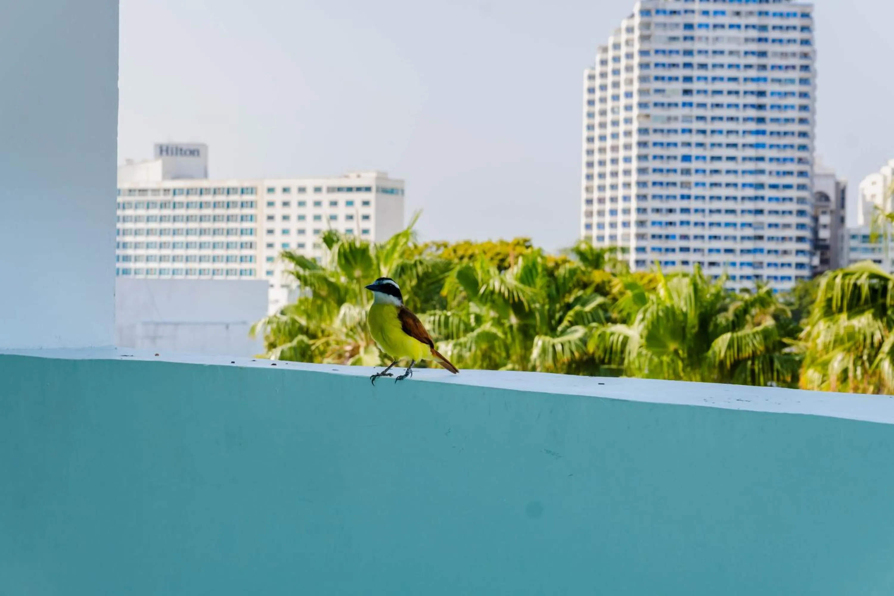 Natural landscape in Hotel Coral Reef Cartagena