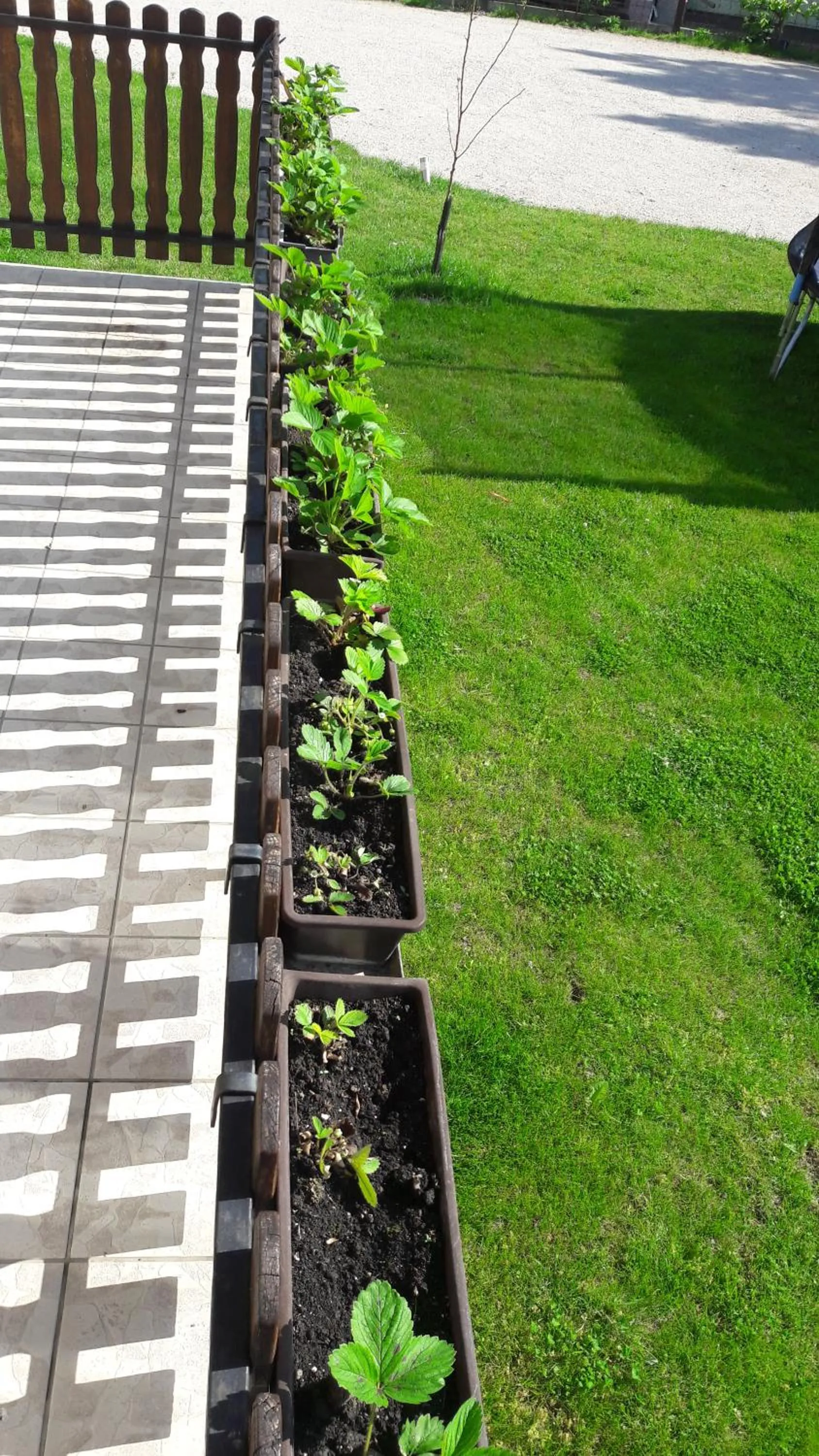 Garden in Szalóky Apartmanház