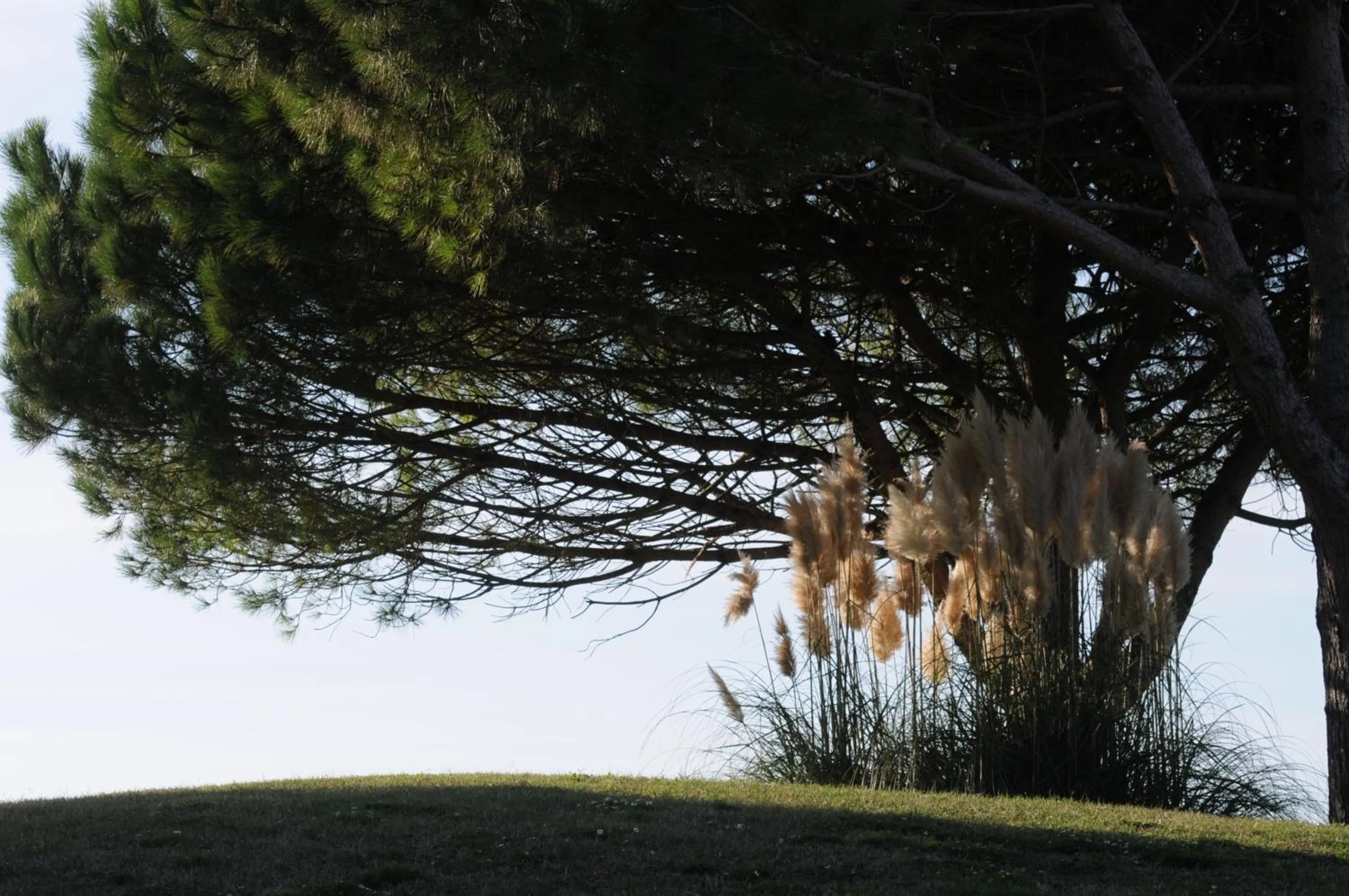 Golfcourse in Cosmopolitan Golf & Beach Resort