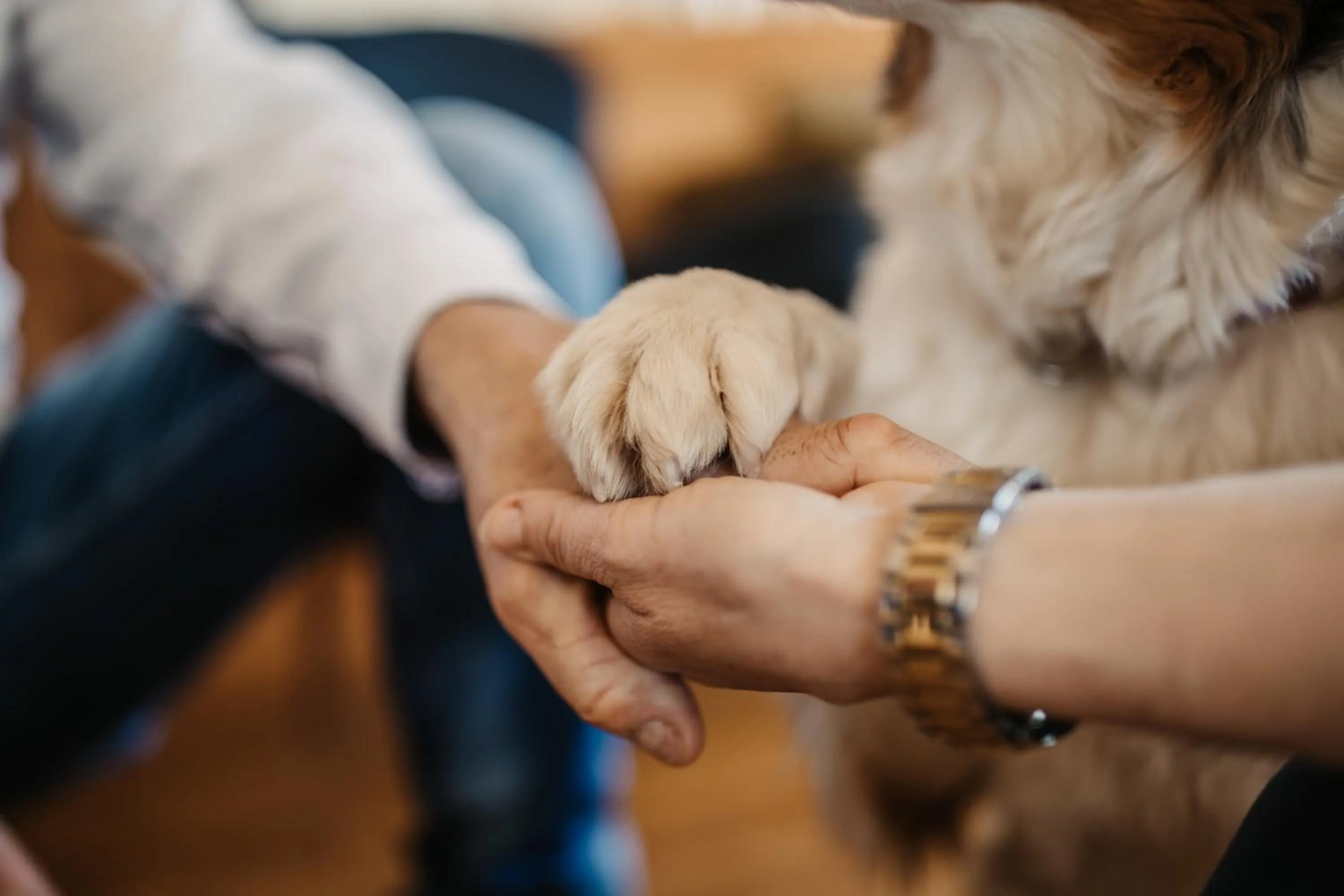 Pets in Hotel Neubergerhof