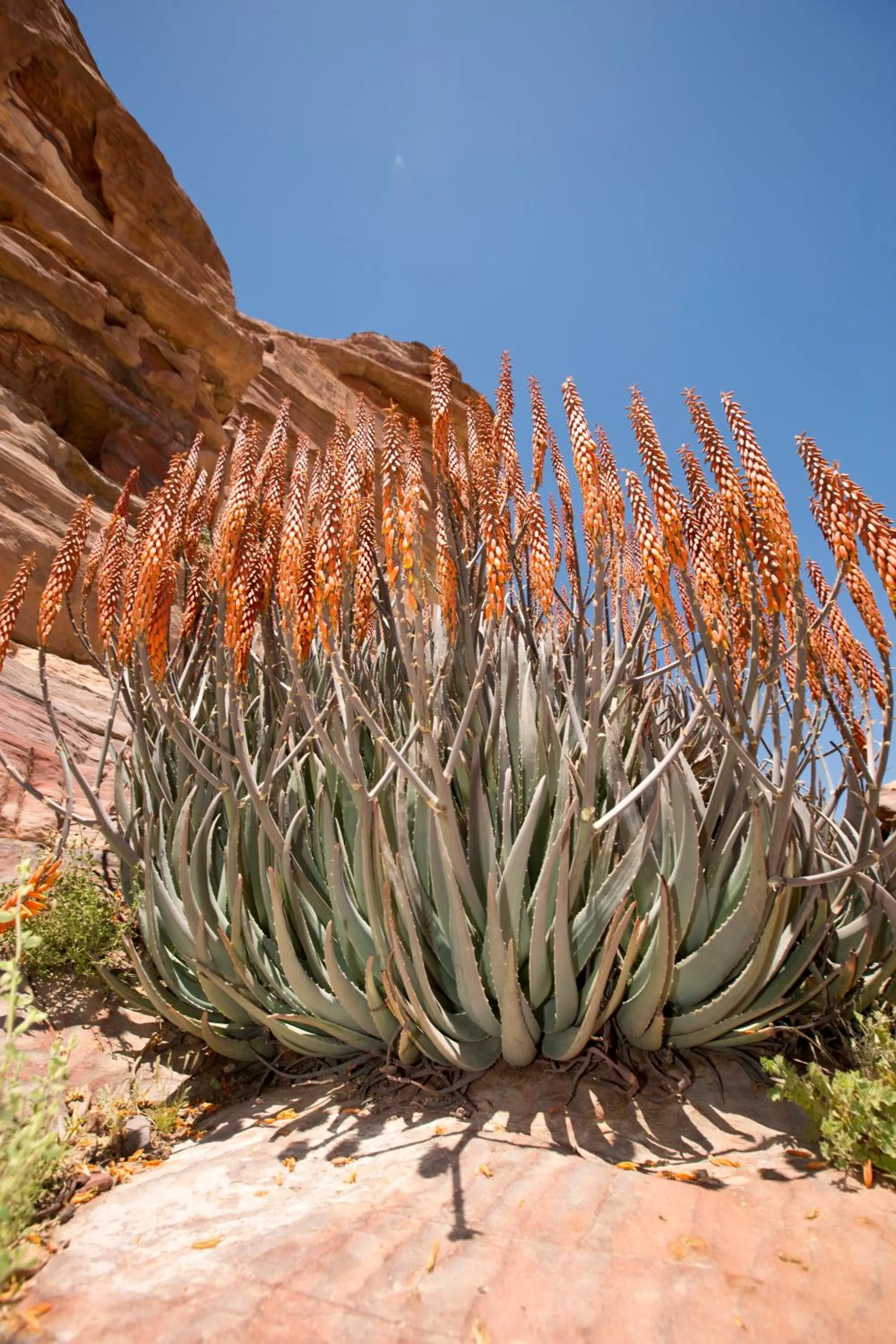 Area and facilities in Petra Guest House Hotel