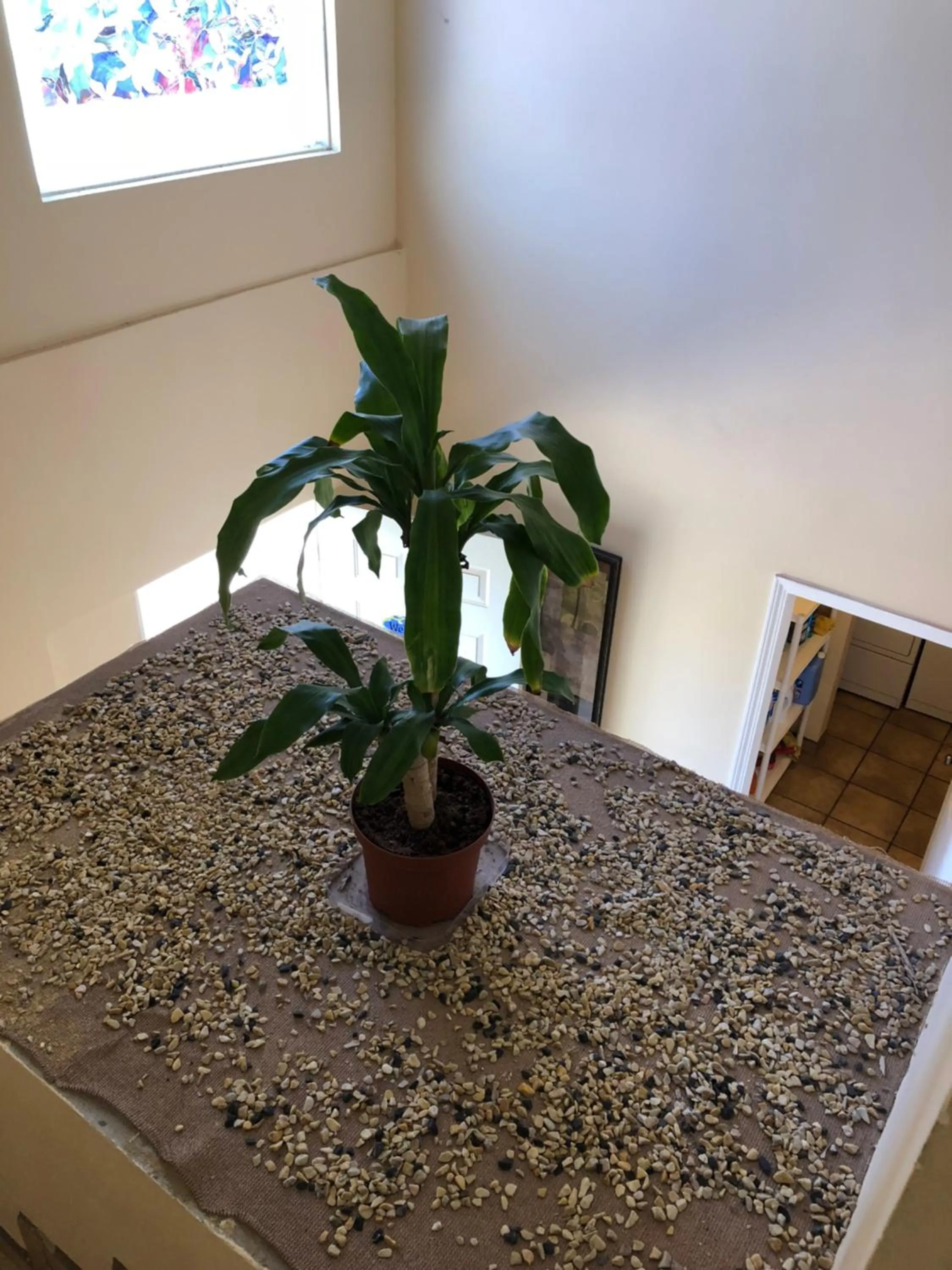 Casa Flores & Flores