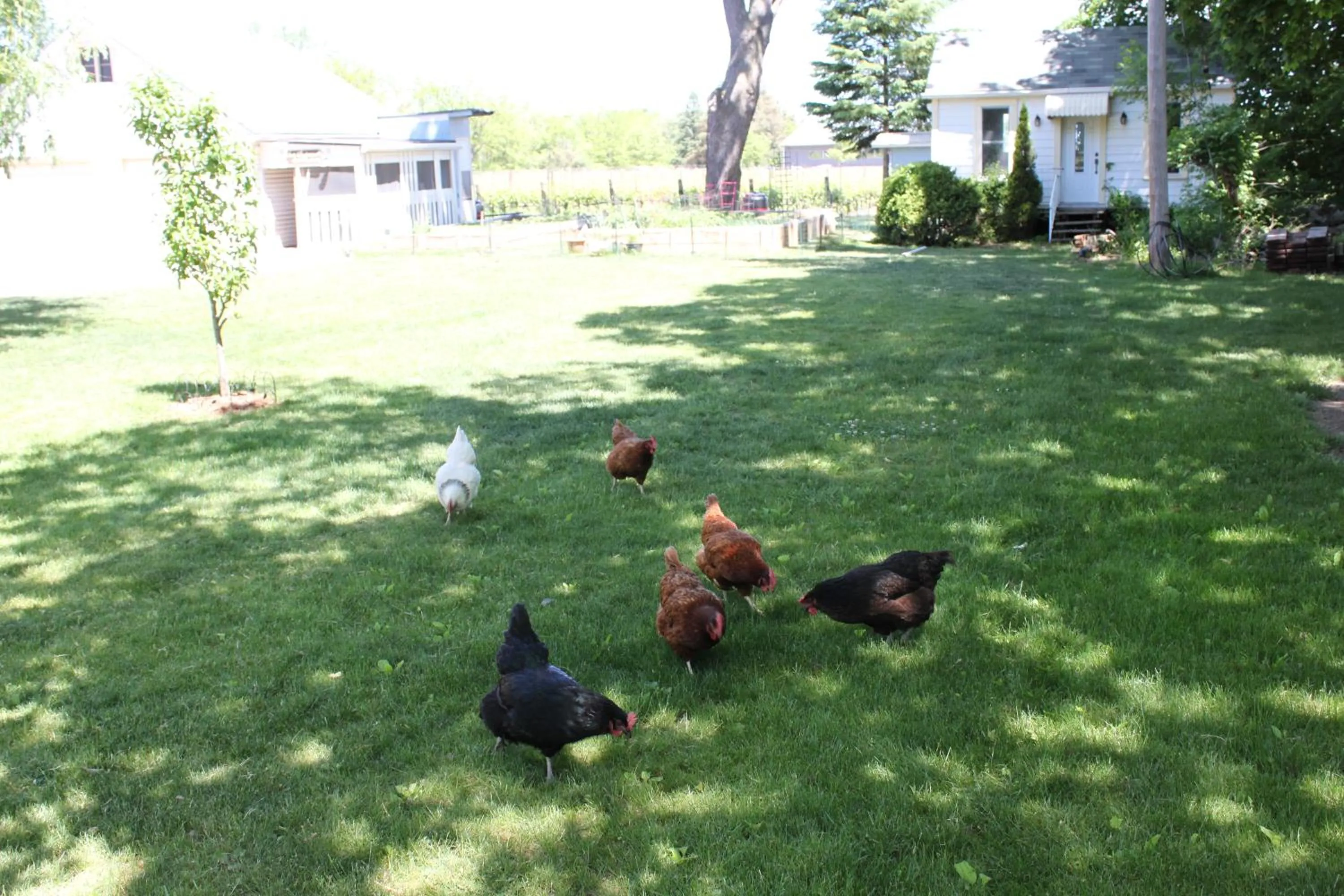 Animals in Green Oaks B&B