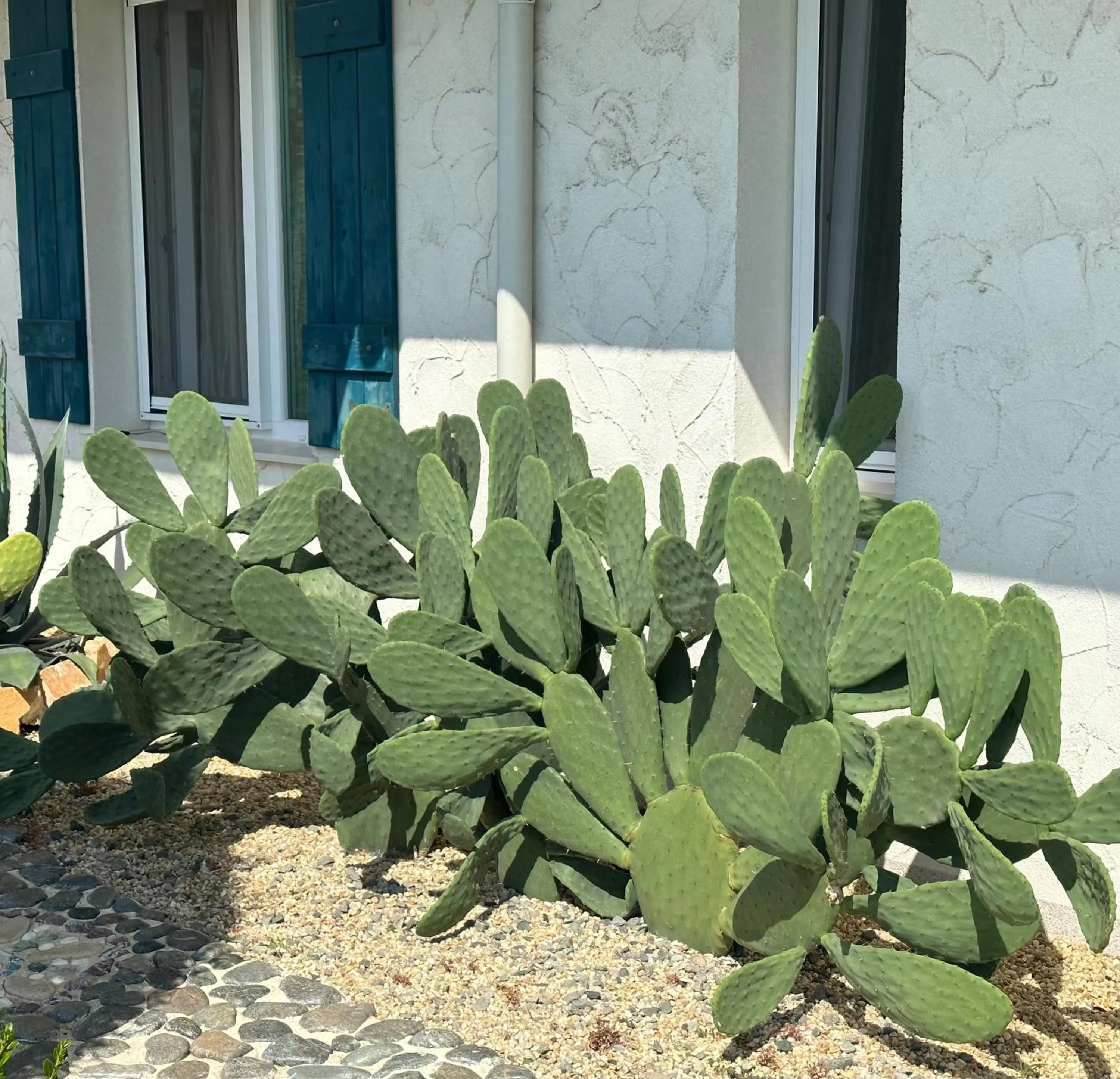 Garden in Casa de oro Alma