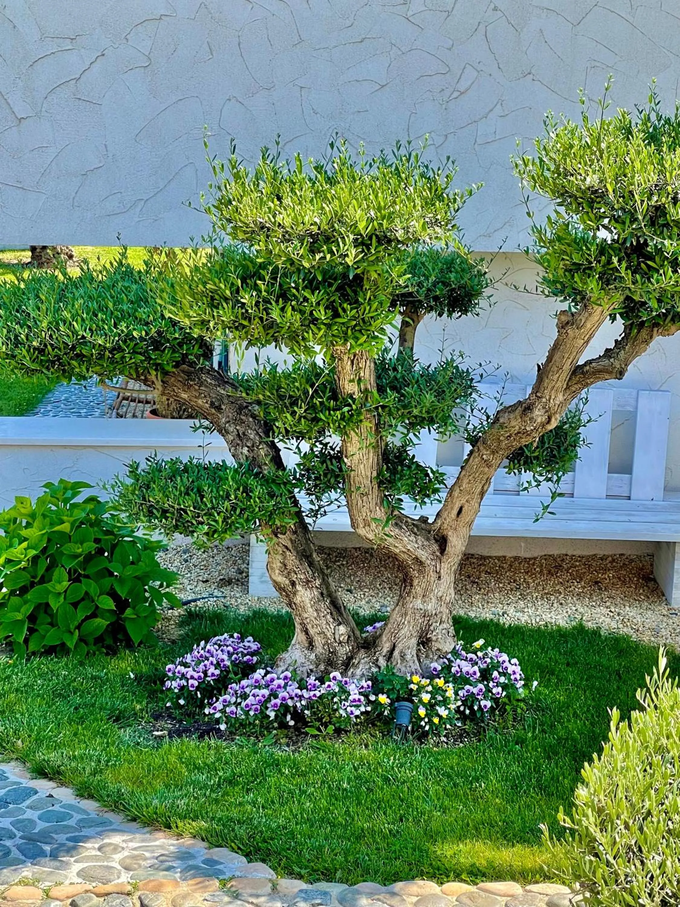 Garden in Casa de oro Alma