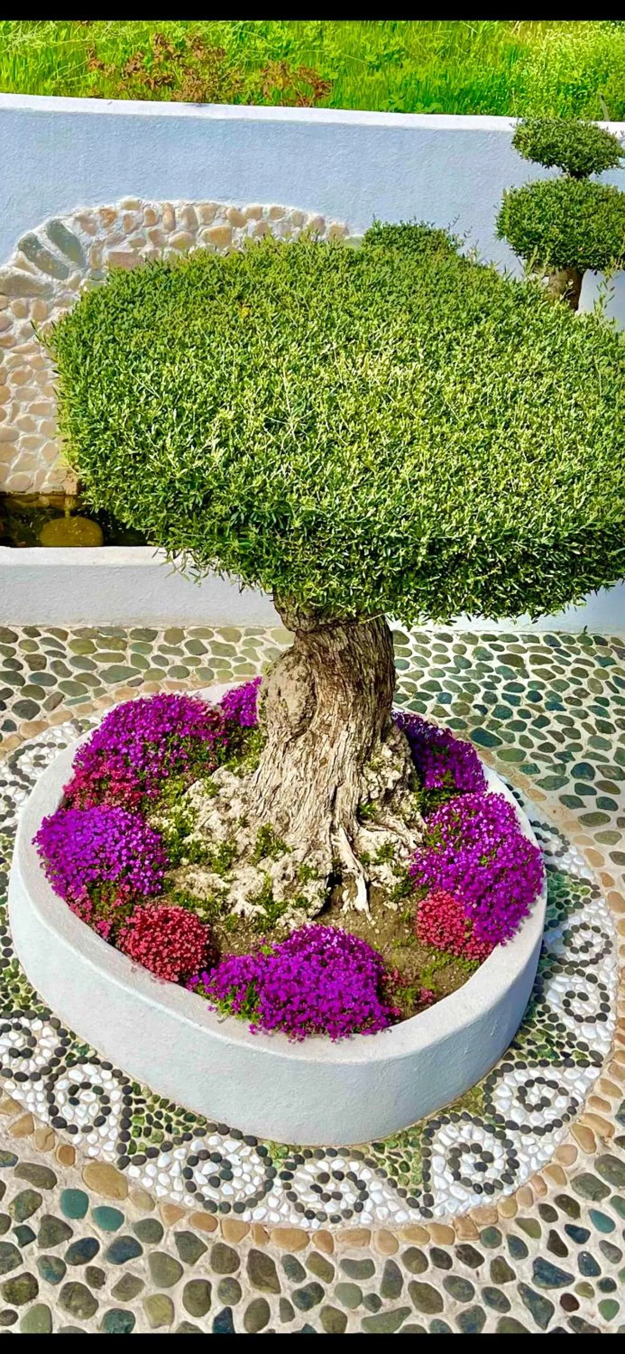 Patio in Casa de oro Alma