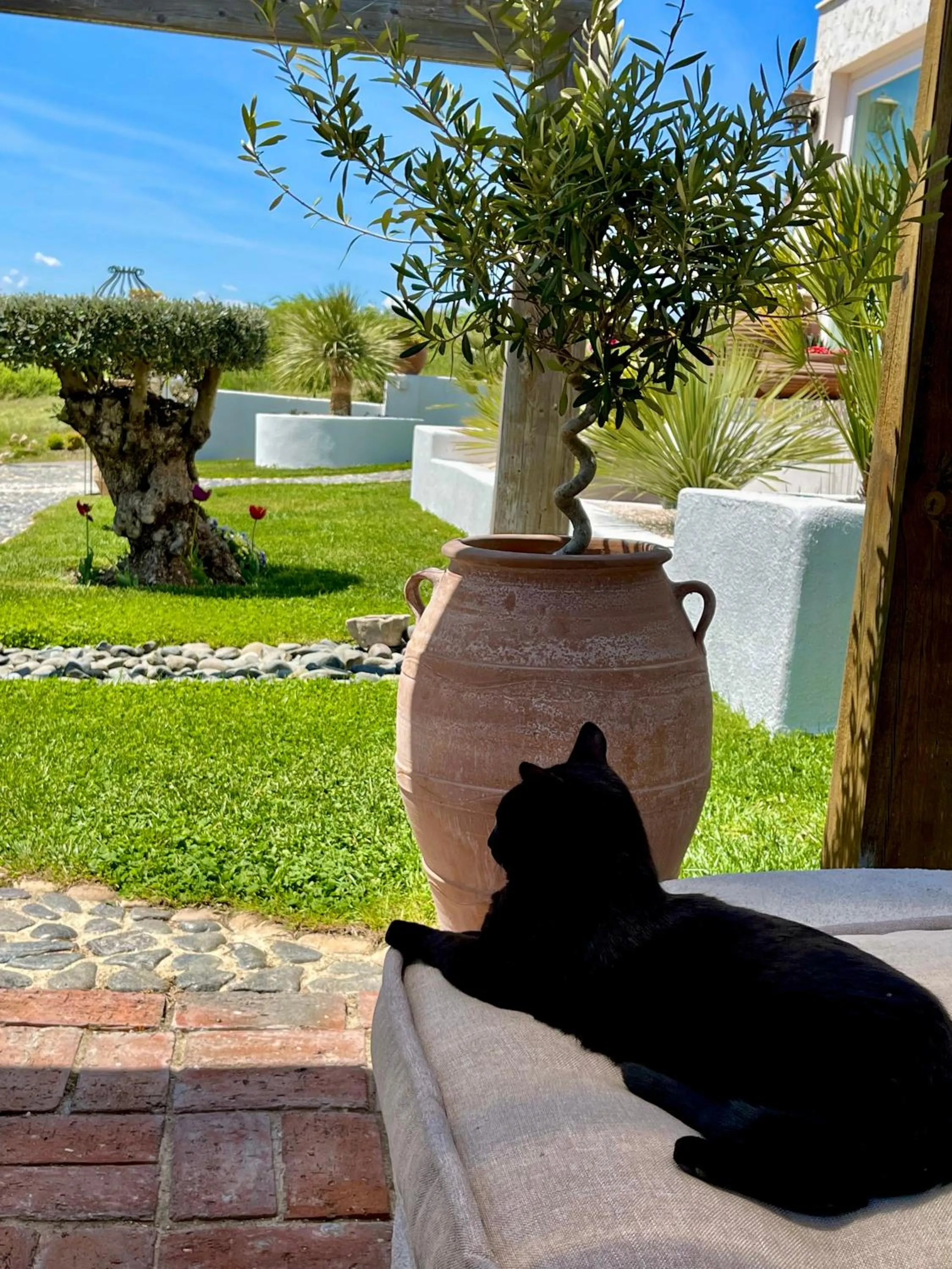 Garden in Casa de oro Alma