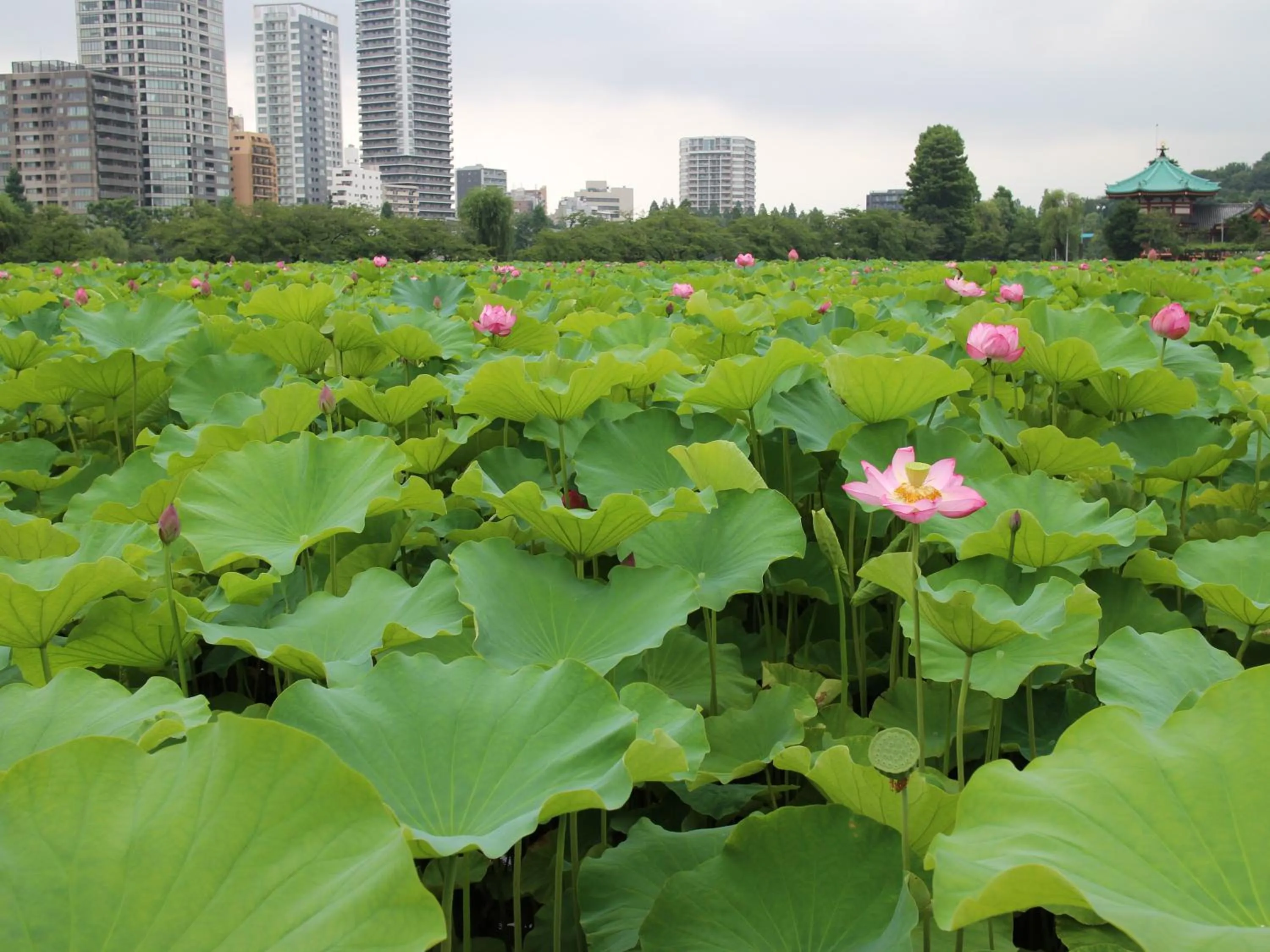 Nearby landmark in Hotel Wing International Select Ueno Okachimachi
