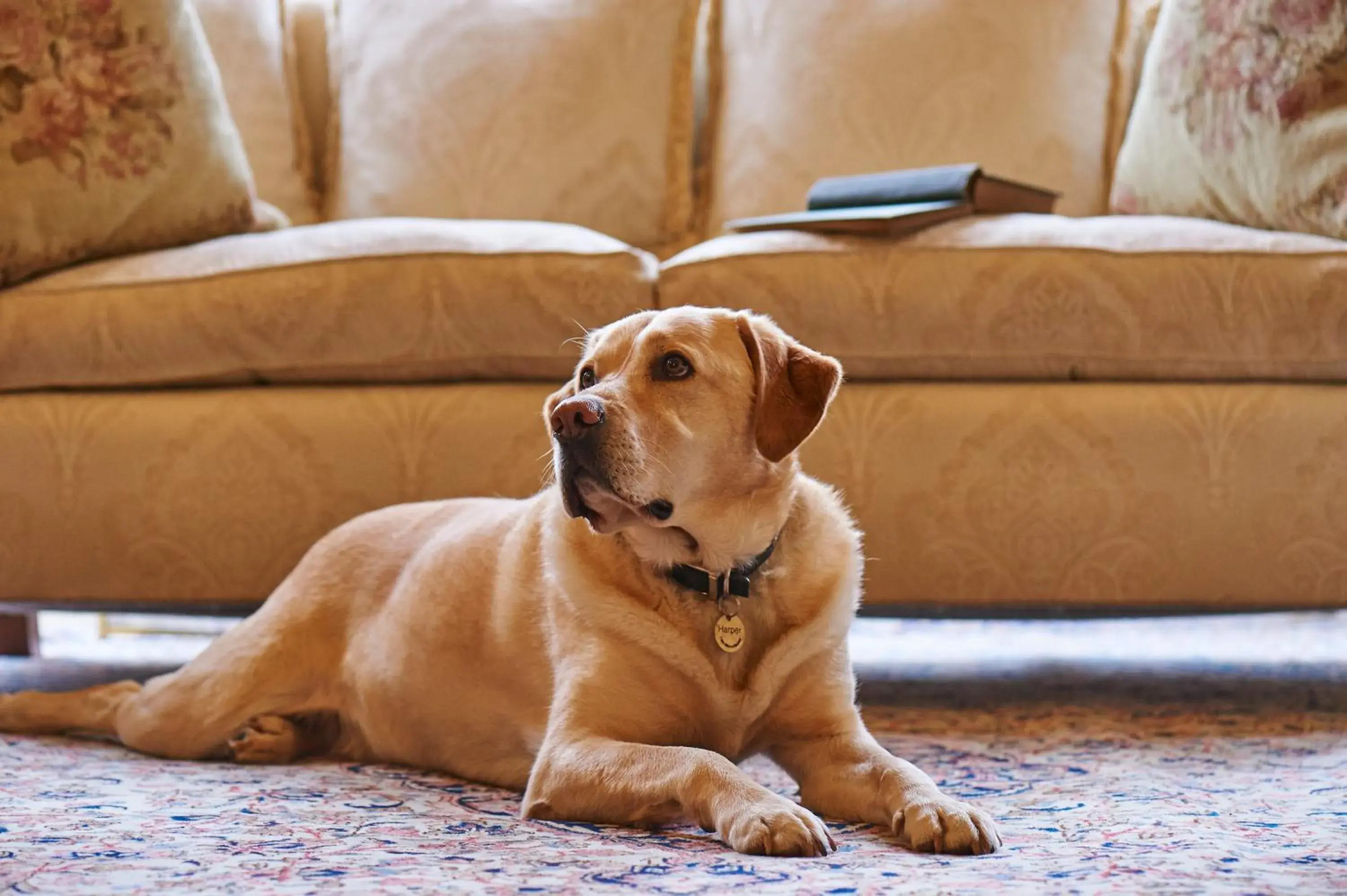 Lounge or bar in Palé Hall Lounge or bar in Palé Hall