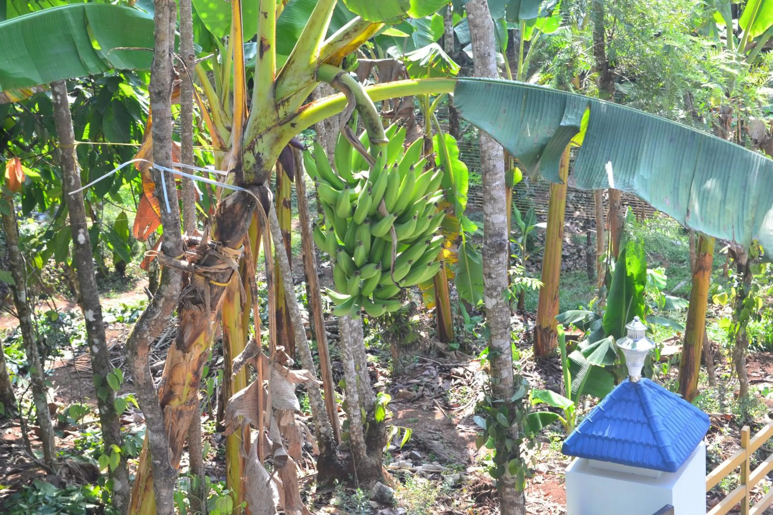 Natural landscape in Arabian Nights Munnar Pool Villa