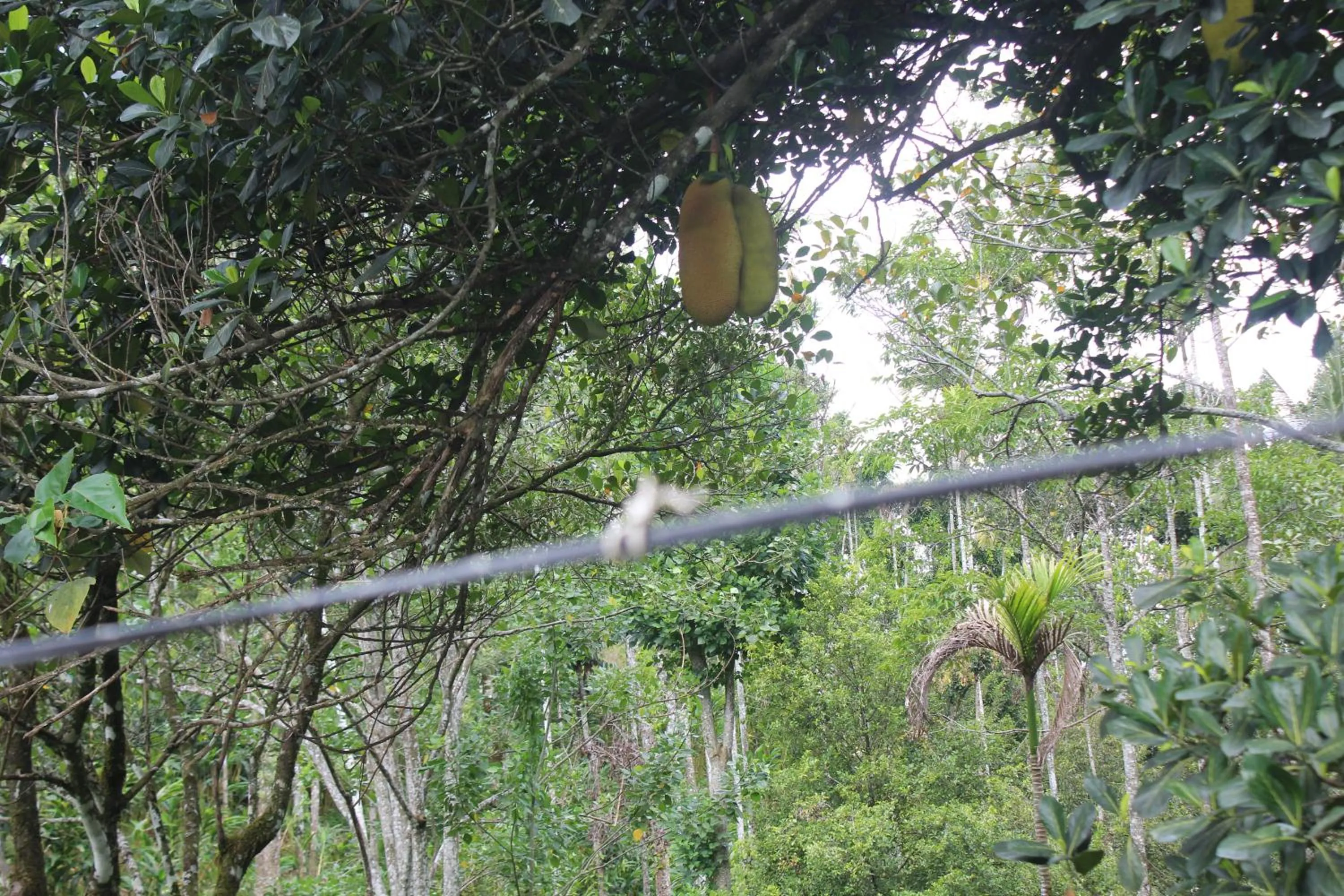 Natural landscape in Arabian Nights Munnar Pool Villa