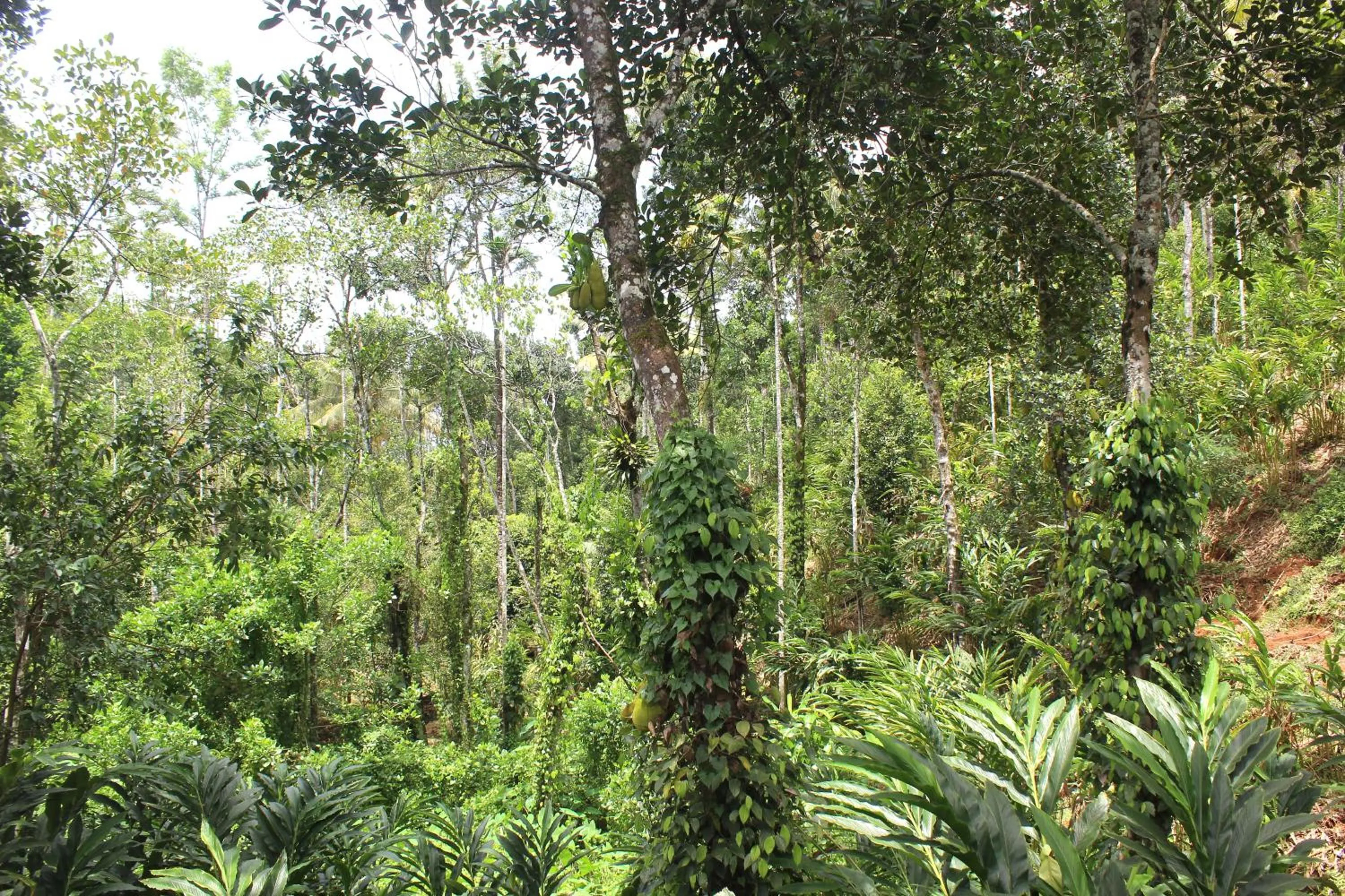 Natural landscape in Arabian Nights Munnar Pool Villa