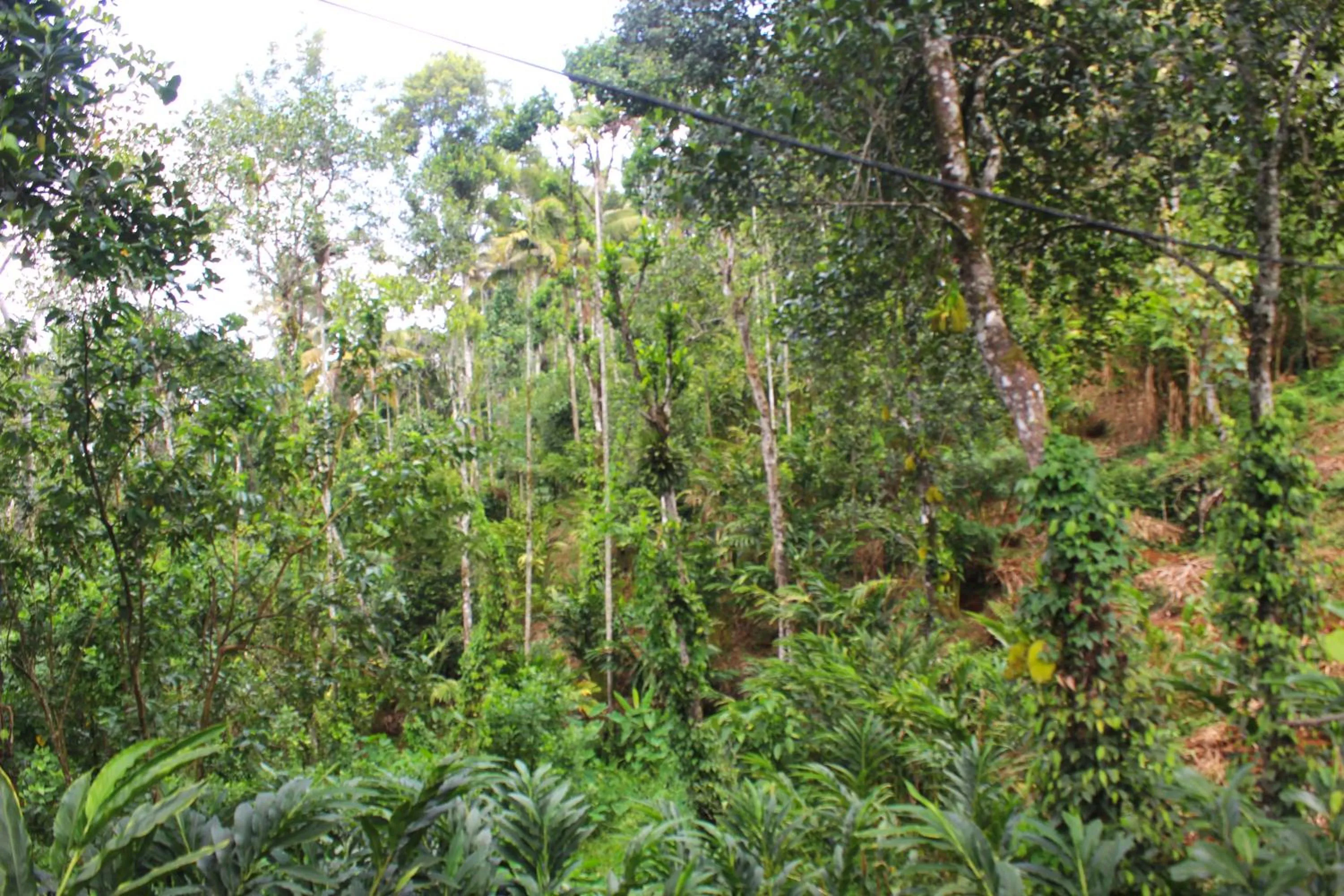 Natural landscape in Arabian Nights Munnar Pool Villa