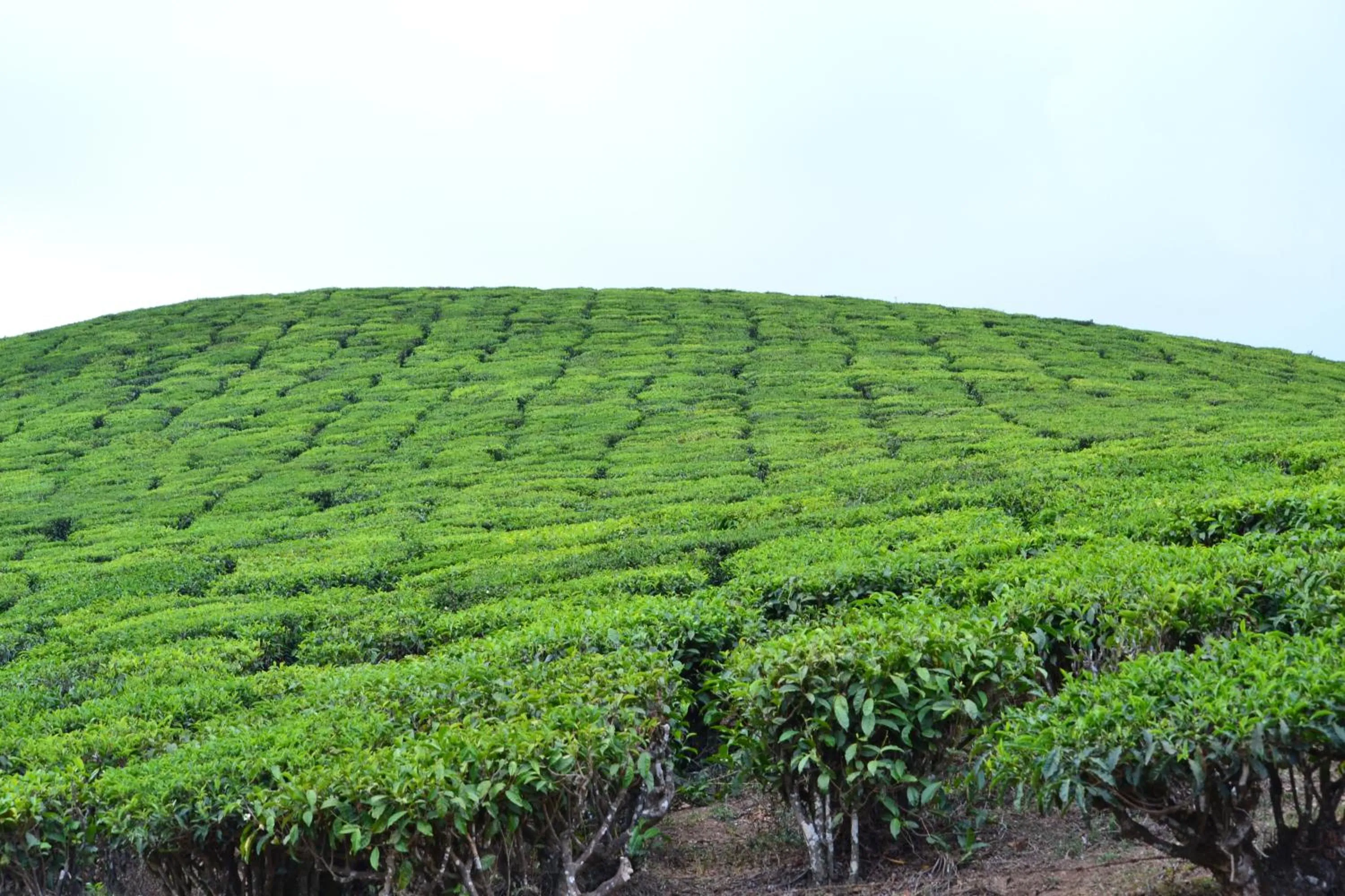 Off site in Arabian Nights Munnar Pool Villa