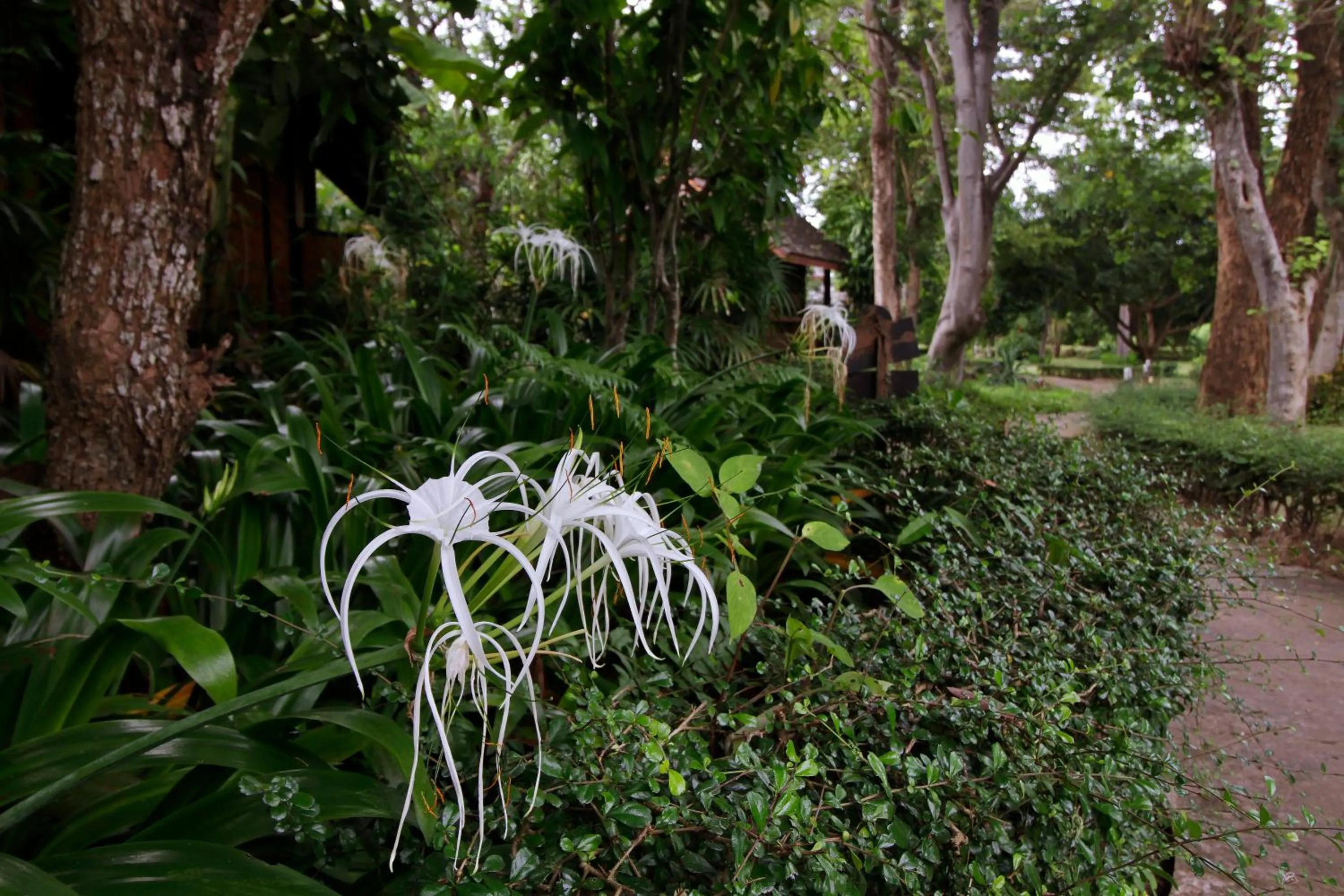 Natural landscape in Baan Krating Pai Resort - SHA Plus