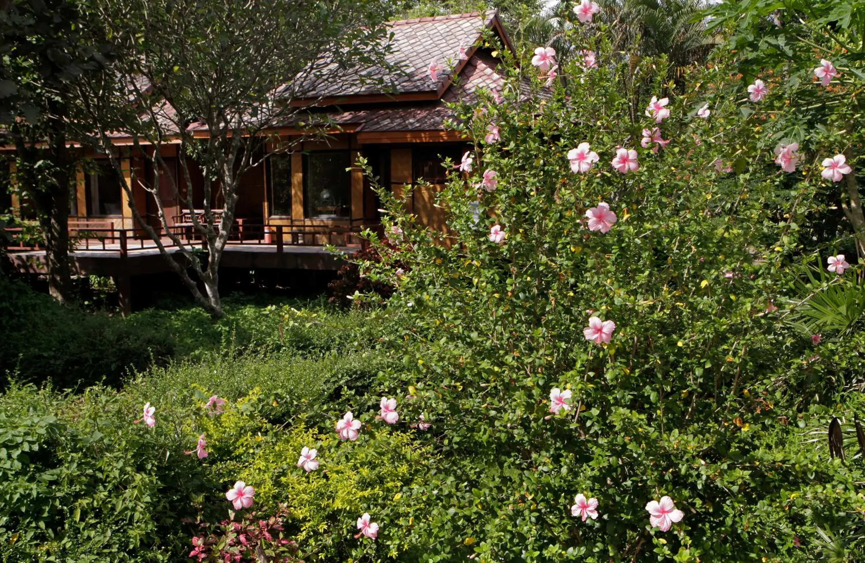 Baan Krating Pai Resort - SHA Plus Baan Krating Pai Resort - SHA Plus