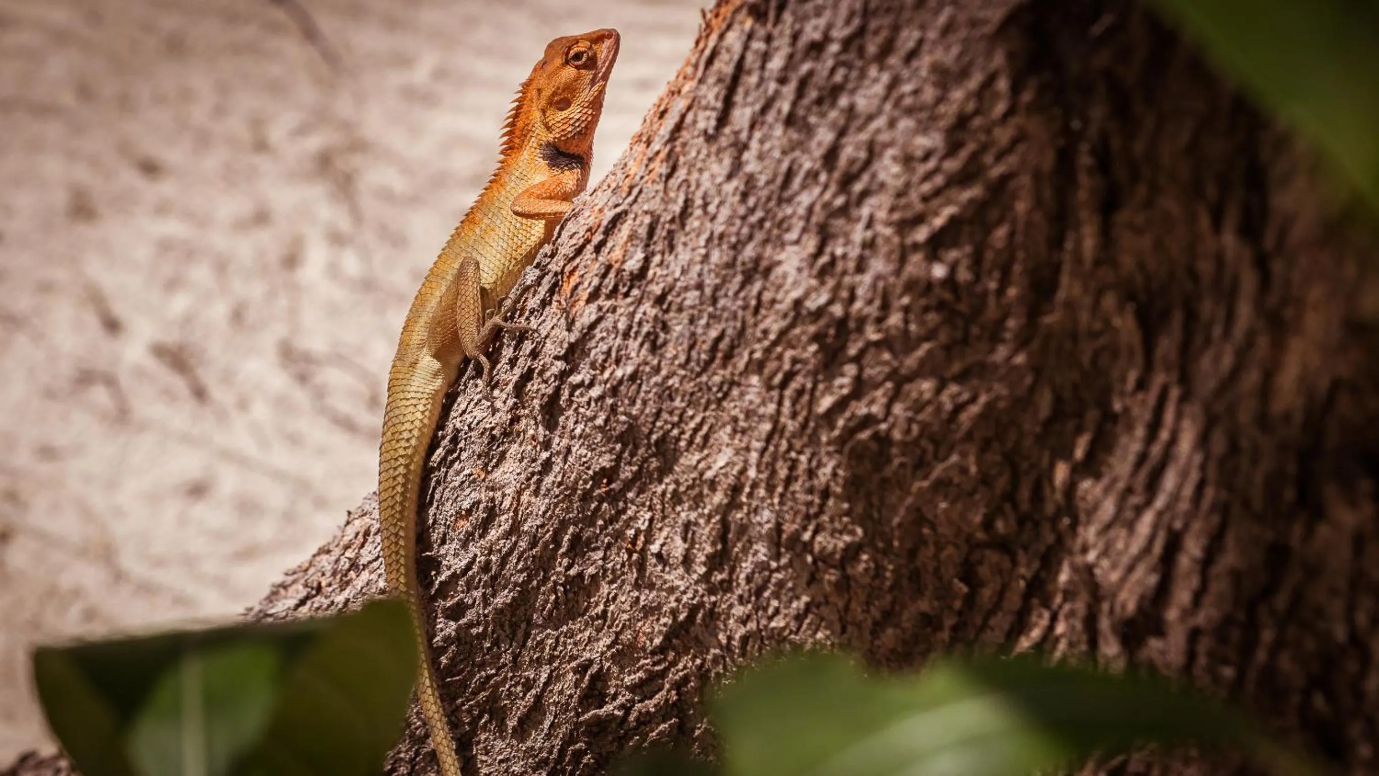 Garden in Baan Manali Resort