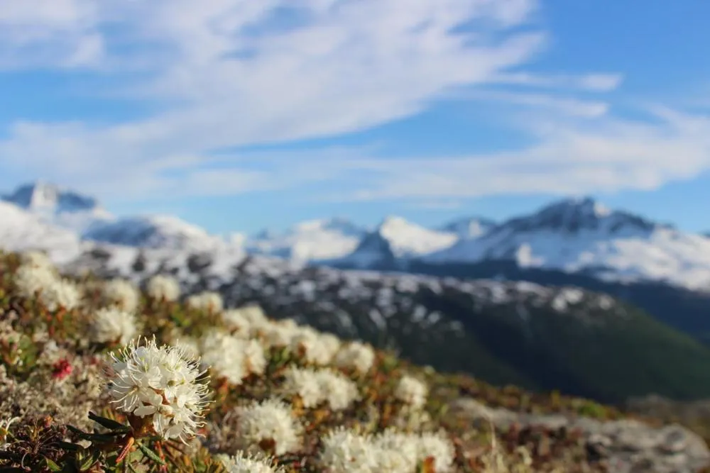 Natural landscape in Glacier Hotel