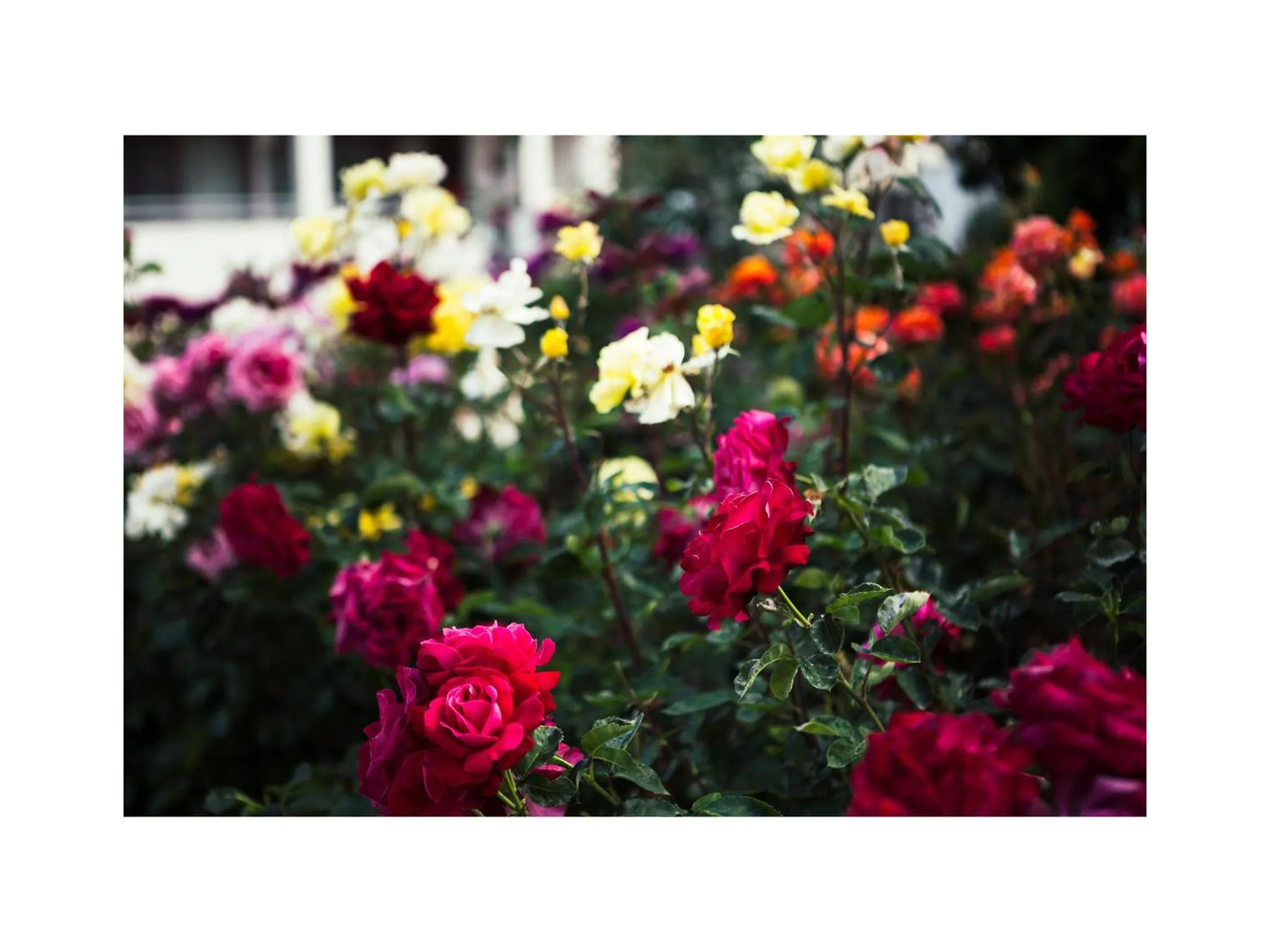 Garden in Hotel Golden Dune