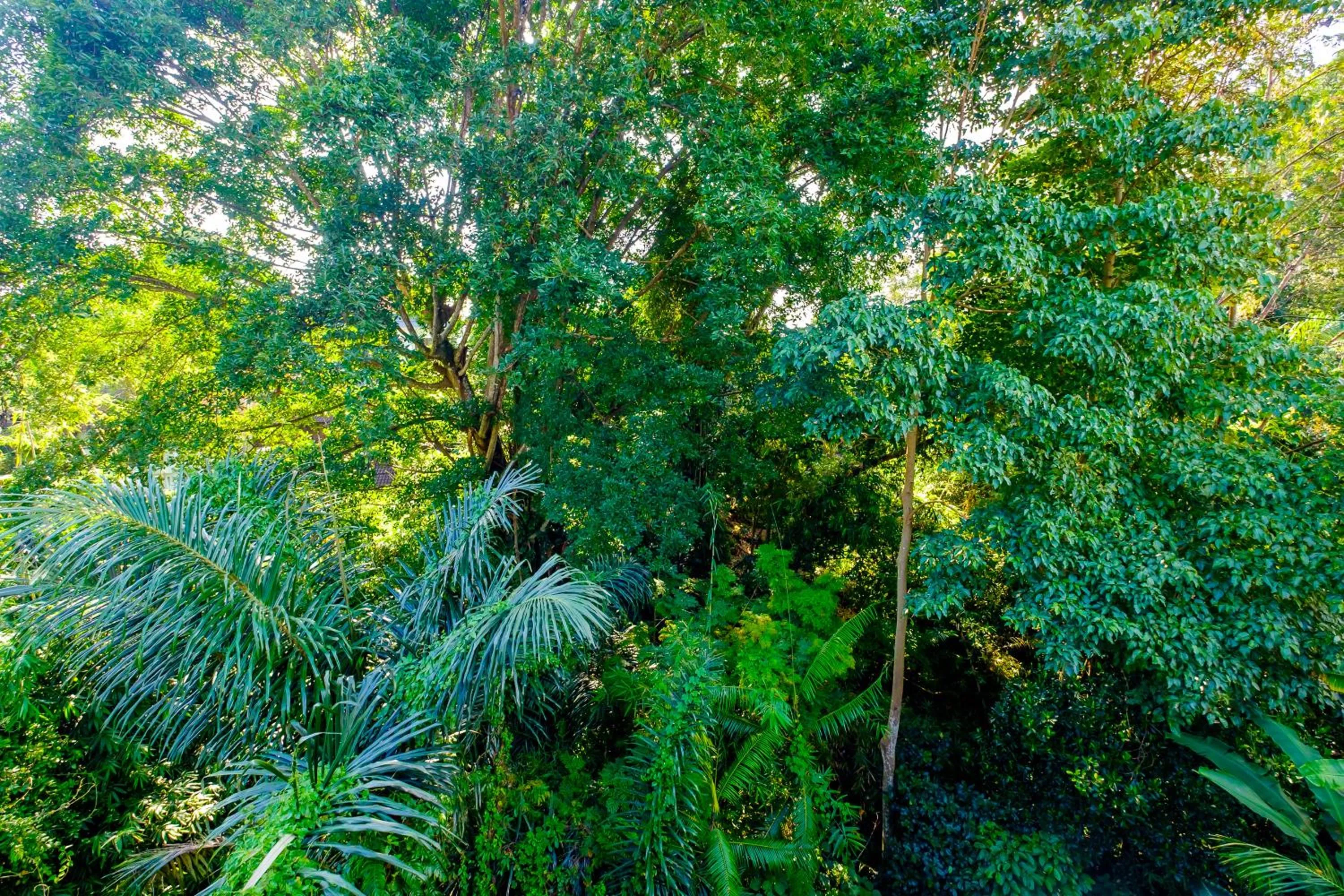 Natural landscape in Bali Ubud Harmony