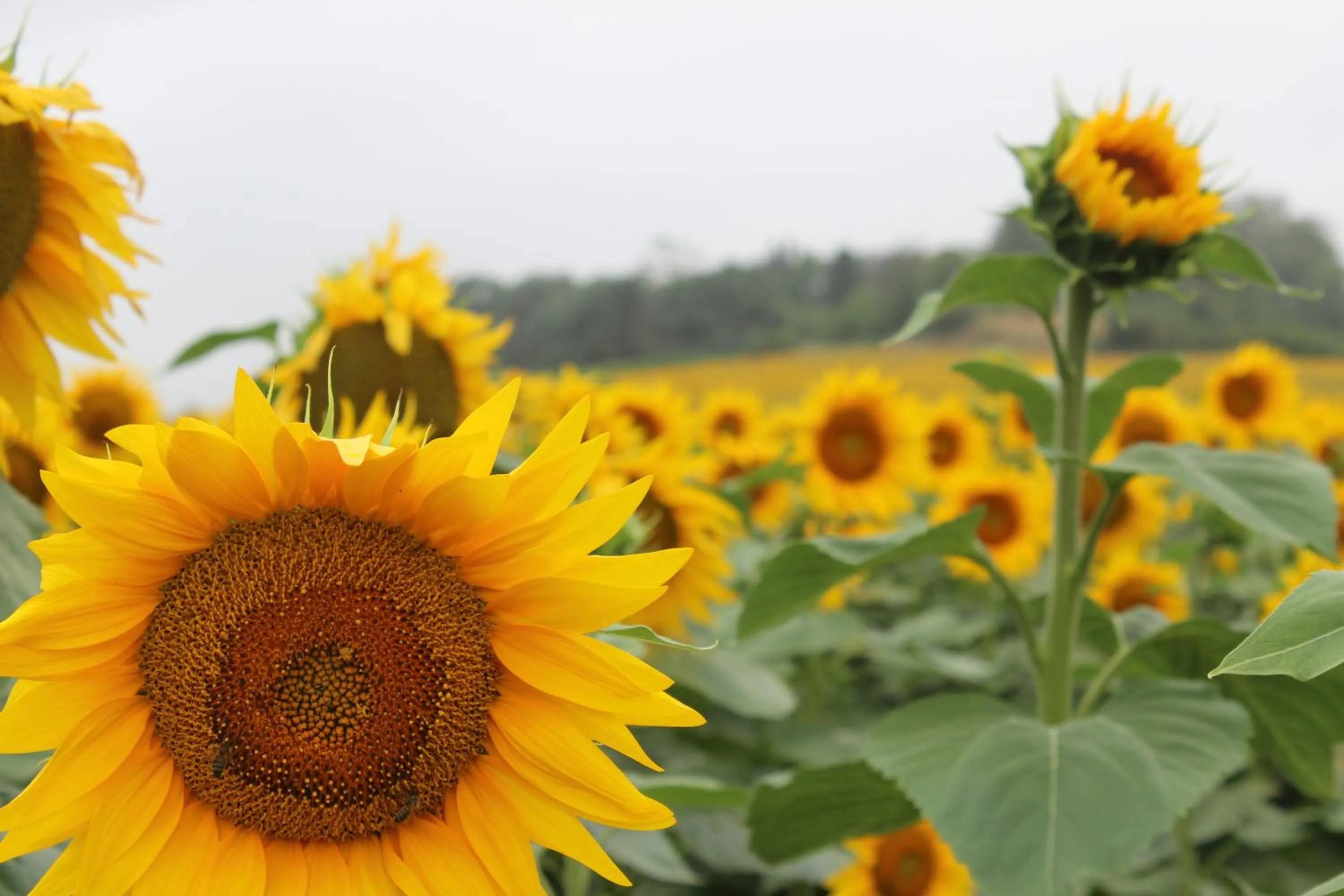 Garden view in residence la Salamandre kamers