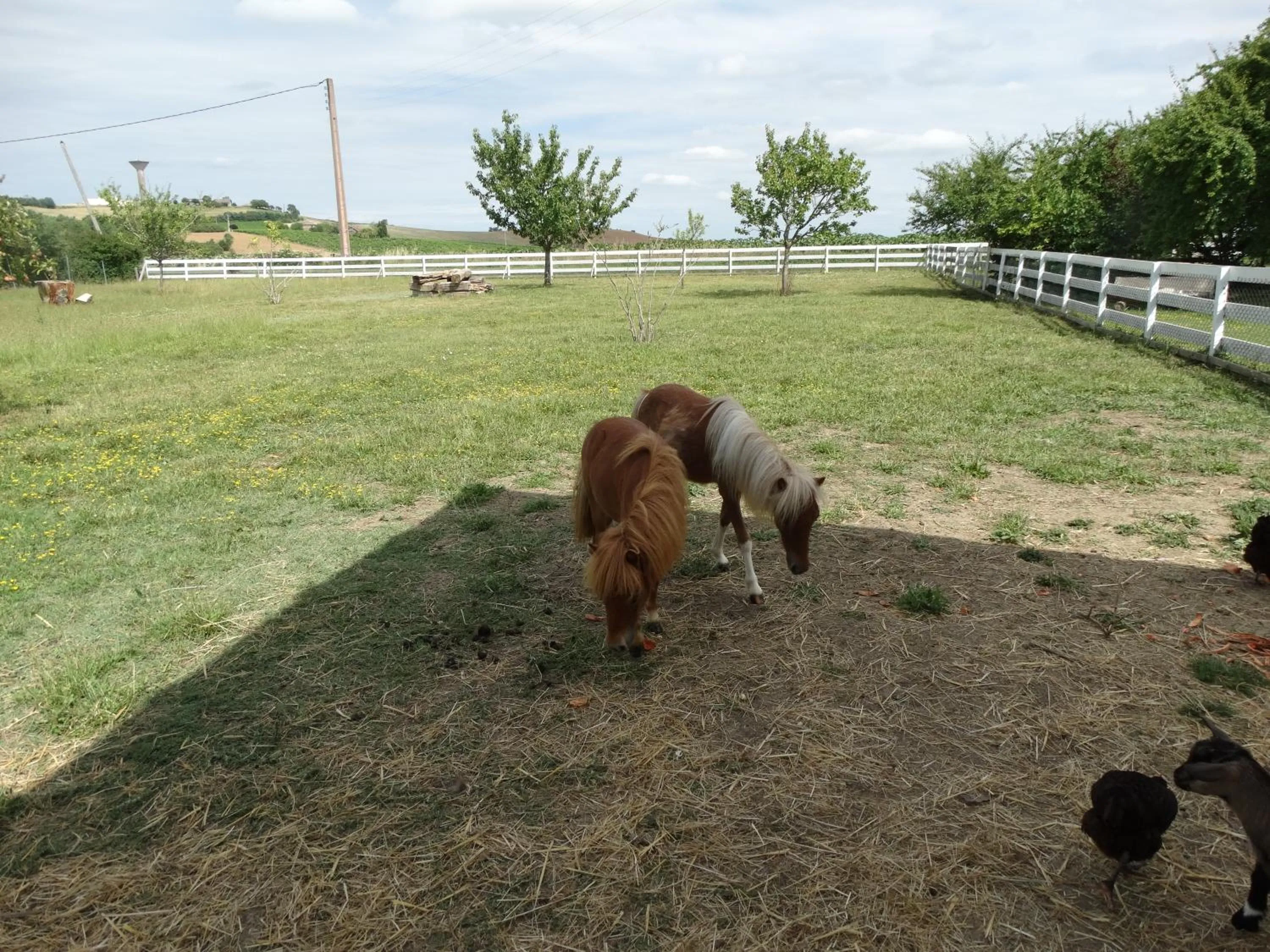 Animals in residence la Salamandre kamers