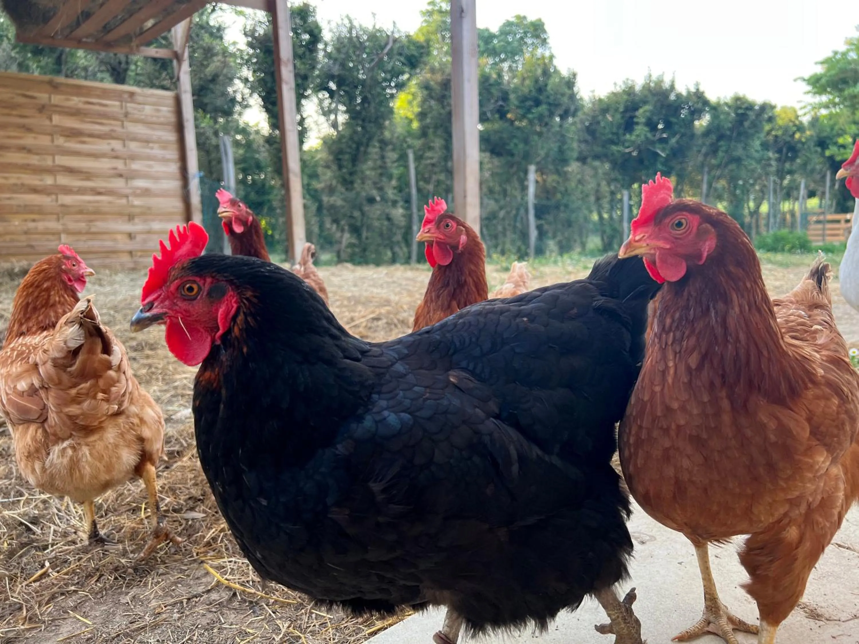 Animals in residence la Salamandre kamers