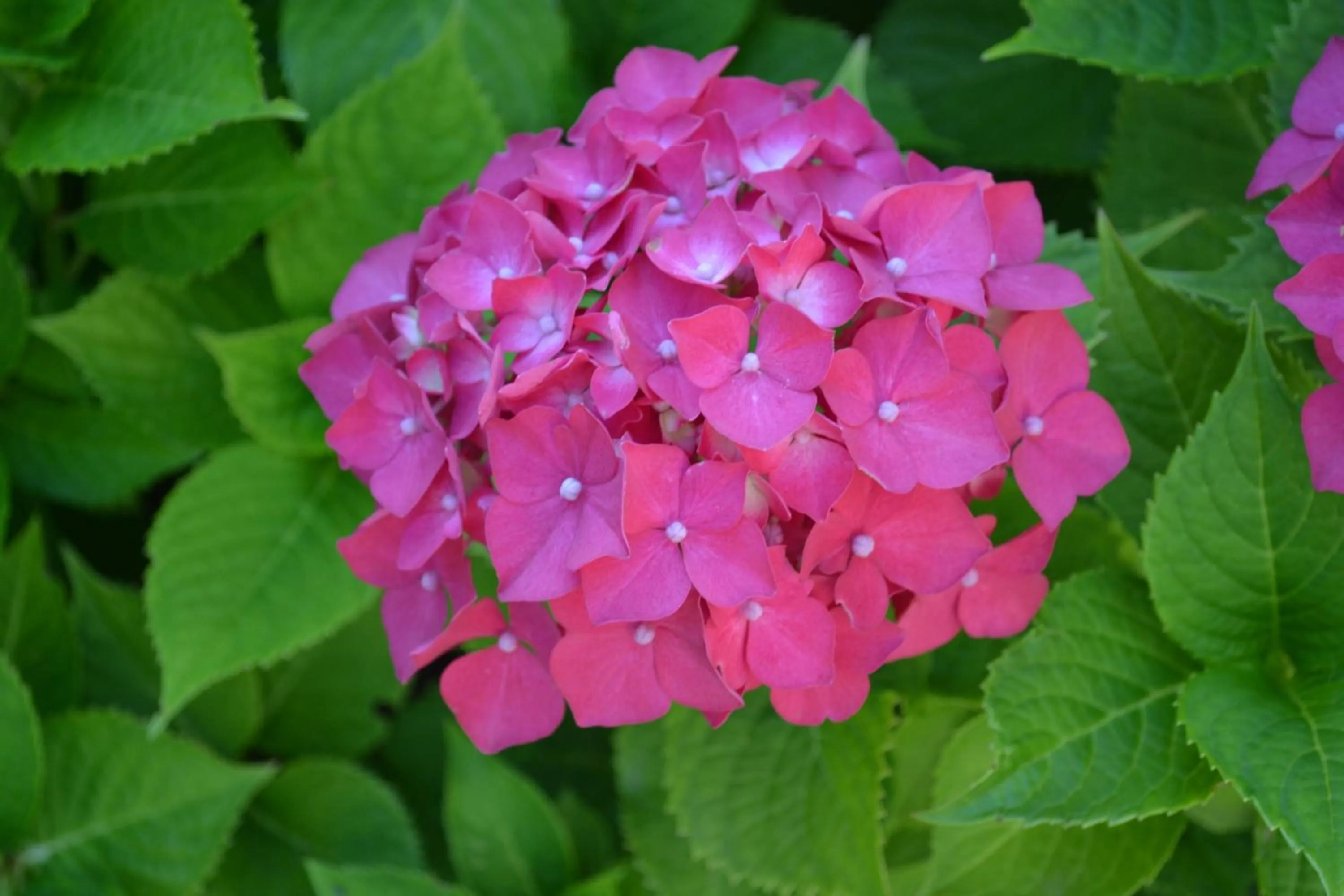 Spring in Hotel Maita