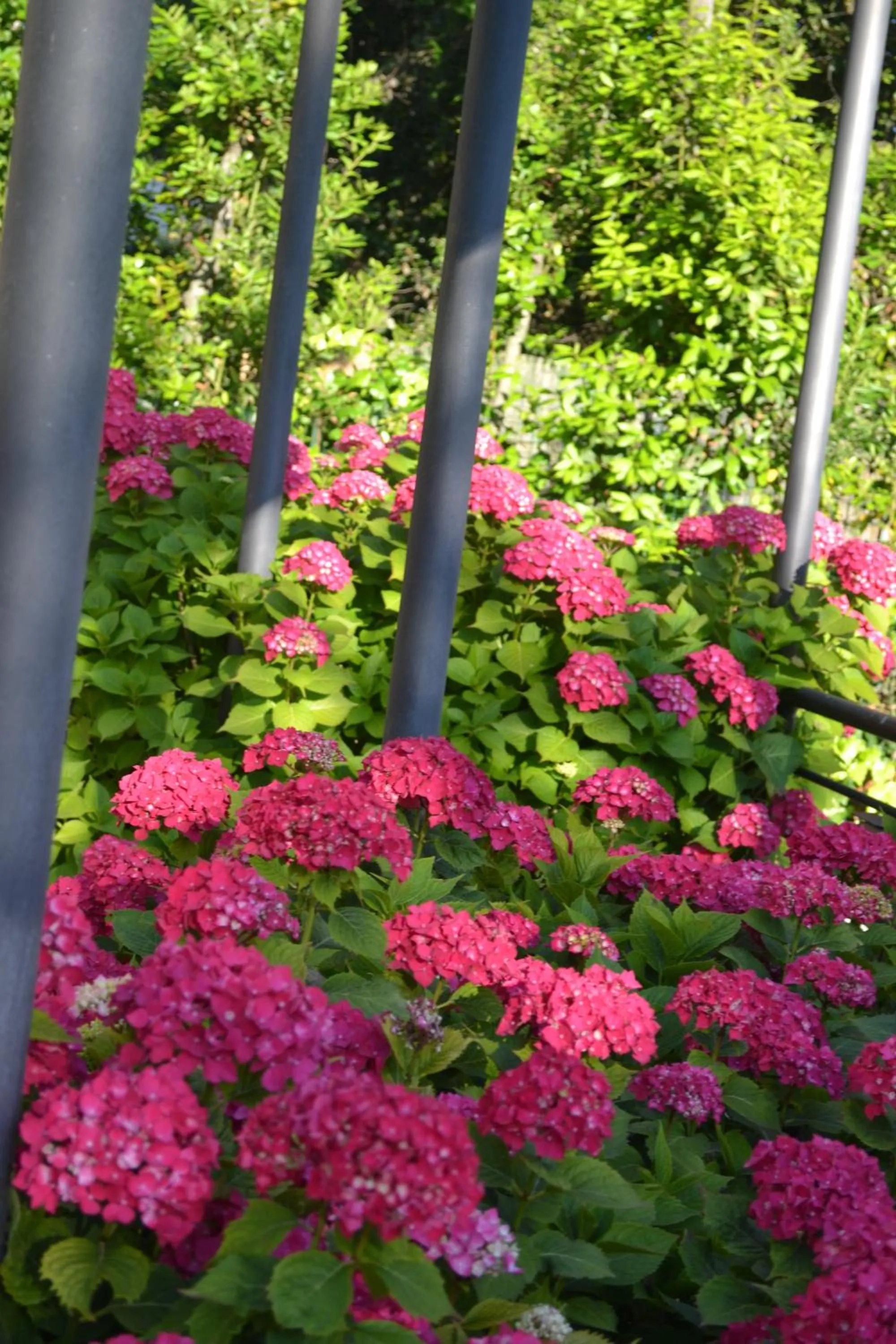 Garden in Hotel Maita