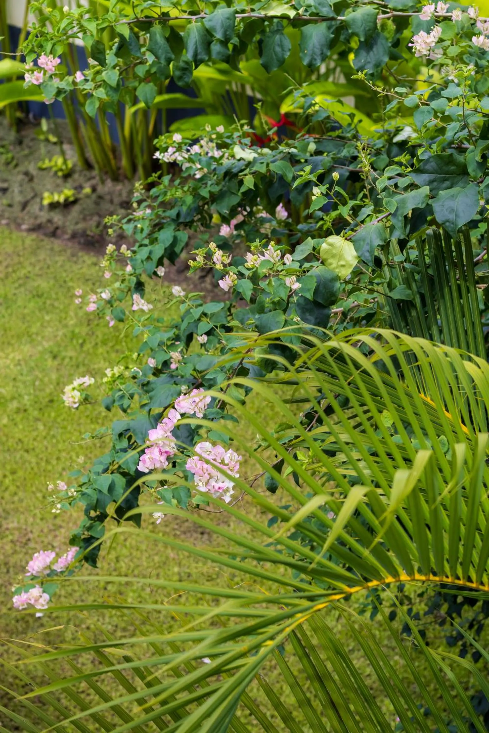 Garden view in Sala Siem Reap Hotel