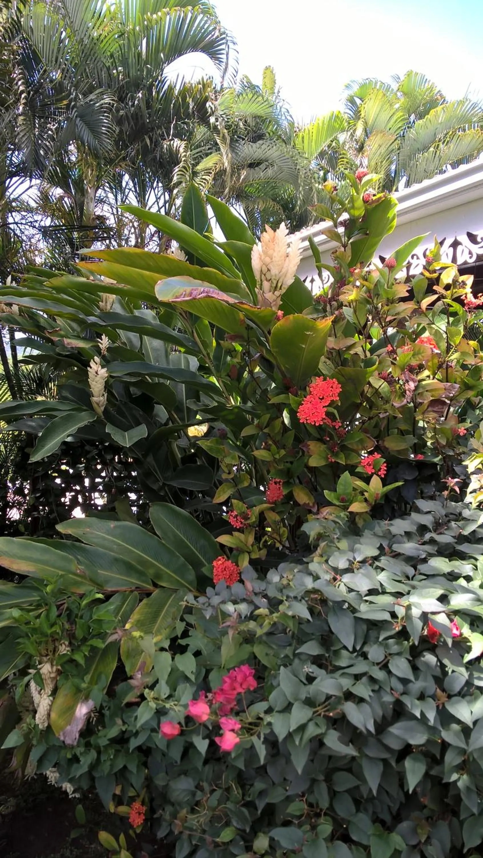 Garden in Cap Martinique