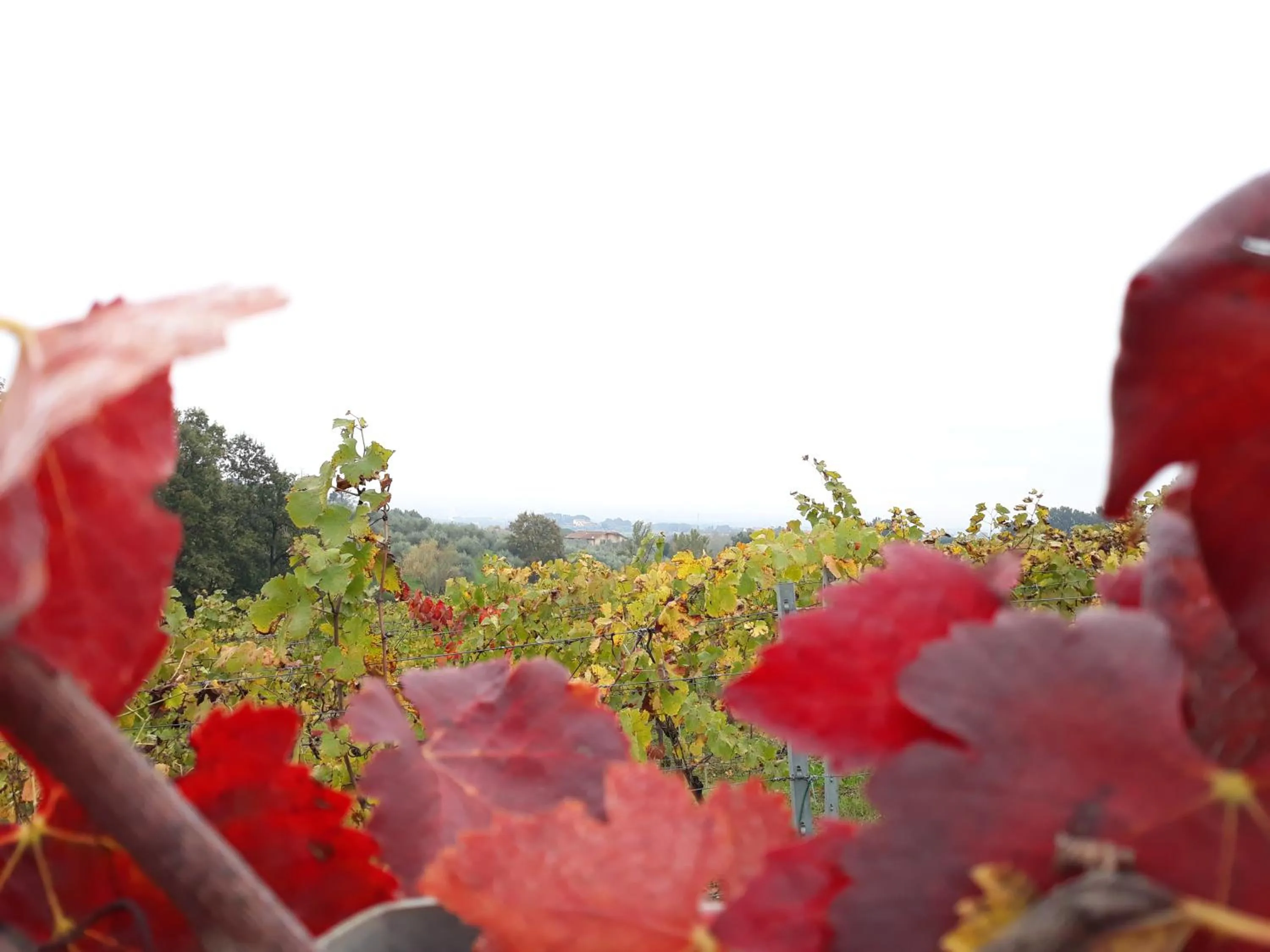 La Torre wine resort