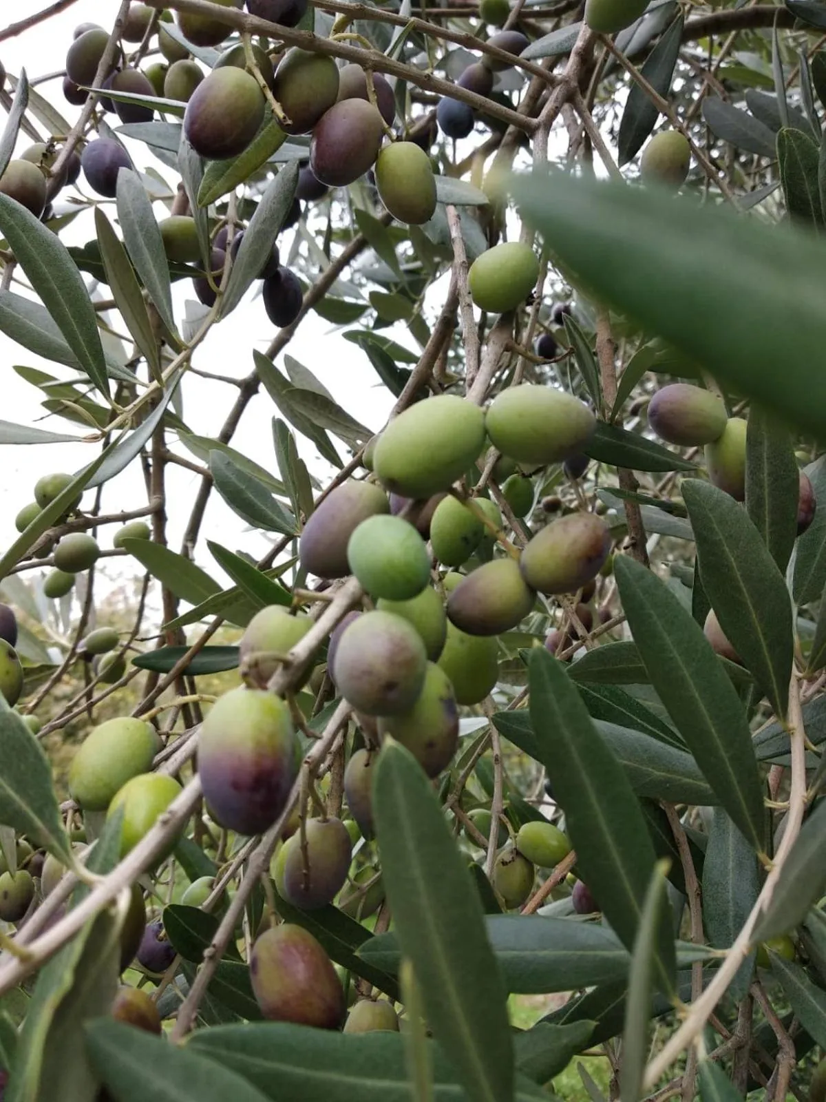 La Torre wine resort