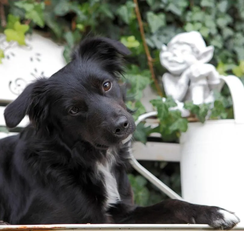 Pets in Bärnsteinhof - Gasthof mit Herz