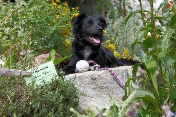 Pets in Bärnsteinhof - Gasthof mit Herz