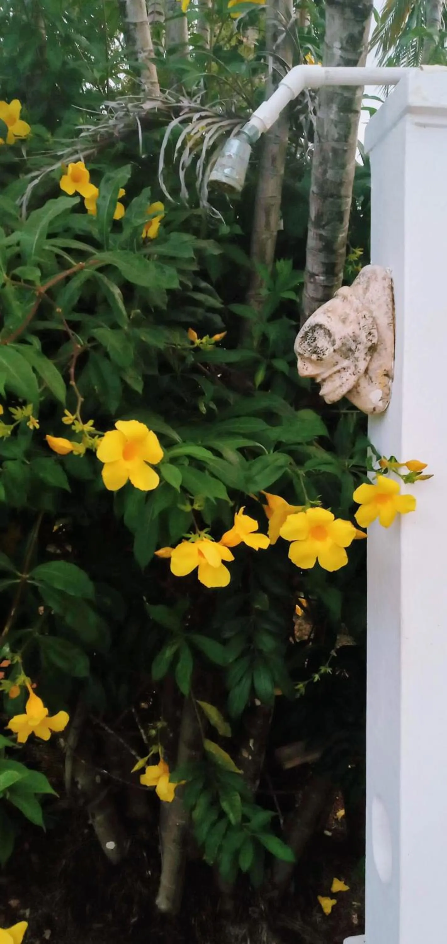 Garden in Le BDM PLAYITA