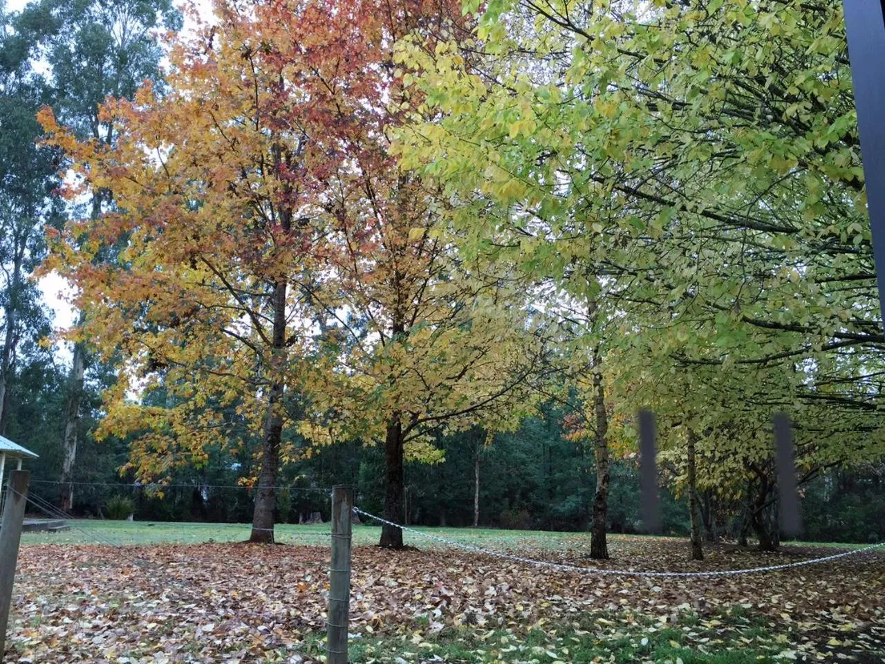 Natural landscape in Goldberryaccommodation