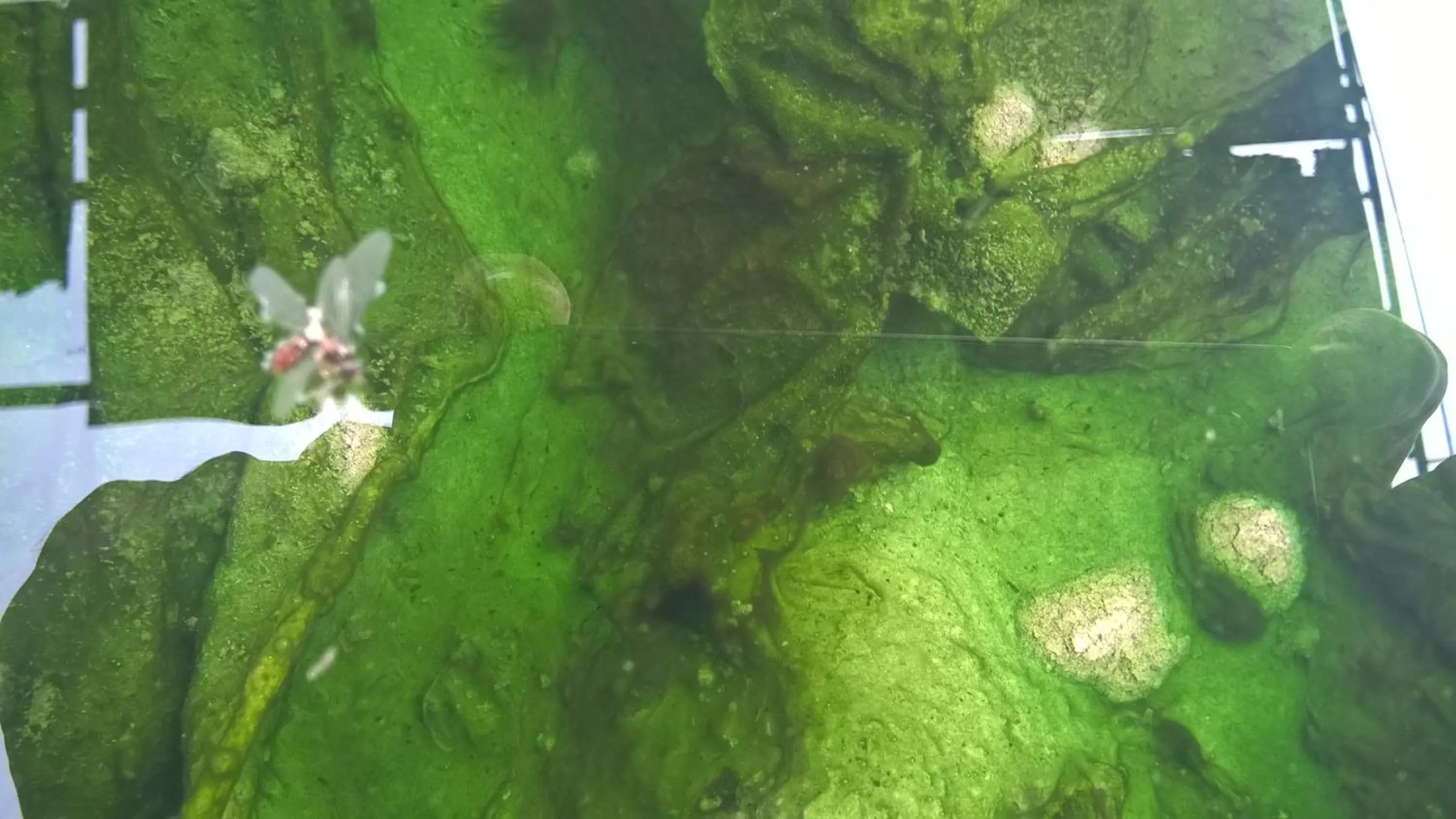 Hot Spring Bath in Hotel Terme Belvedere