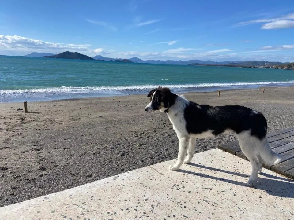 Beach in Nevada Hotel & Spa