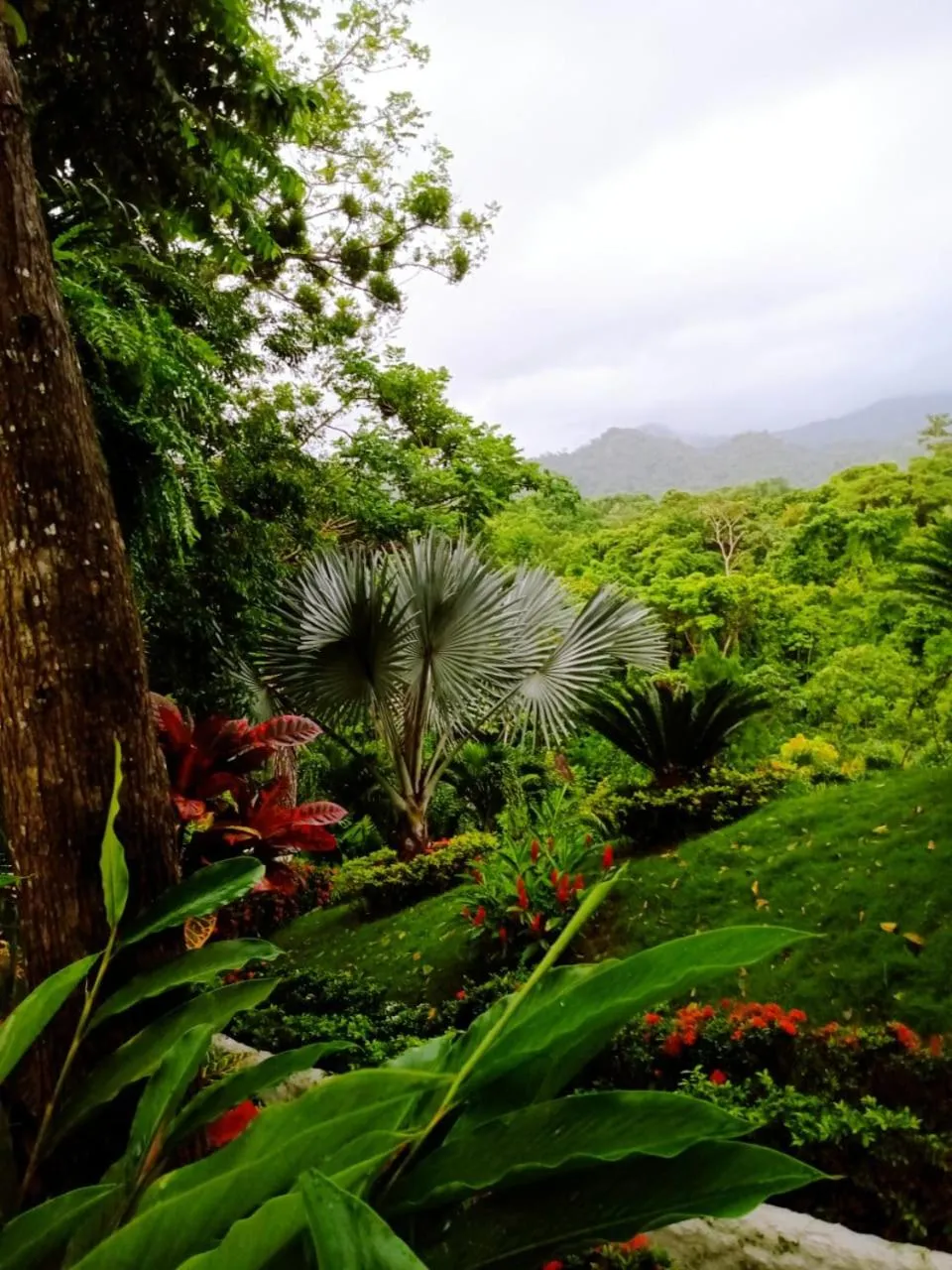 Garden in Ecohotel Yachay Dentro del Parque Tayrona Inside Tayrona Park