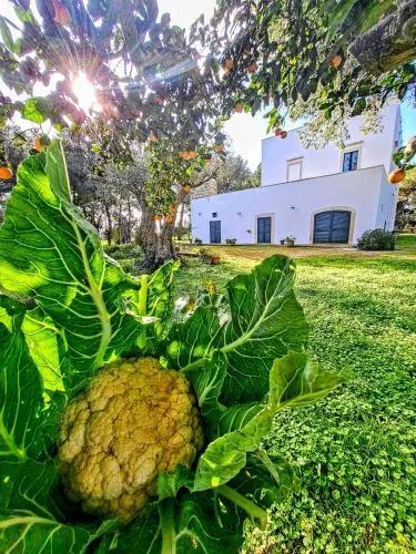 Masseria Fracchicchi