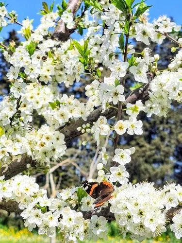Masseria Fracchicchi