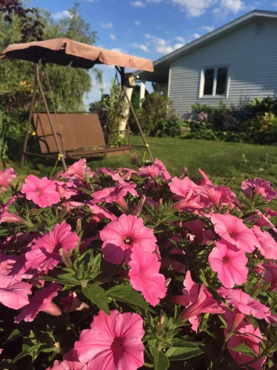 Garden in Fair Isle Motel