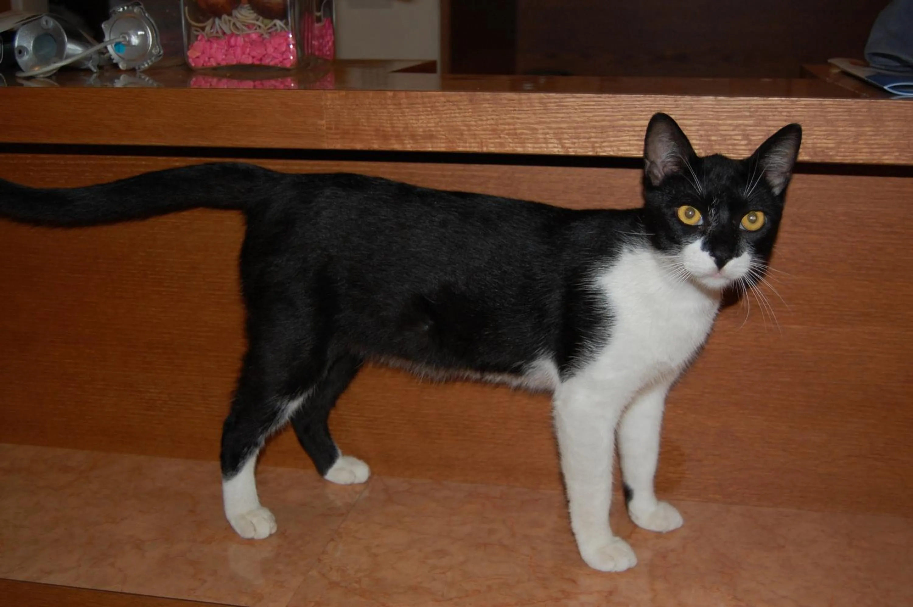 Animals in Zante Palace